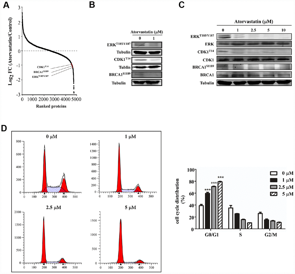 Atorvastatin inhibits phosphorylation of ERKT187/Y187, CDK1T14, BRCA1S1189and induces G0/G1 arrest in ESCC cells. (A) shows CDK1T14, ERKT185/Y187, and BRCA1S1189 are down-regulated in the phosphorylation profile. (B) Western blotting of atorvastatin-treated KYSE150 cells verifies the results above. (C) With increasing concentration of atorvastatin (0, 1, 2.5, 5, 10 and 20 μM), the levels of ERKT185/Y187, CDK1T14, and BRCA1S1189 are decreased. (D) The effects of atorvastatin on cell cycle phase were assessed in KYSE150 cells. Cells were treated with 0, 1, 2.5, and 5 μM atorvastatin and then incubated 48 h. The asterisks (* P P P 