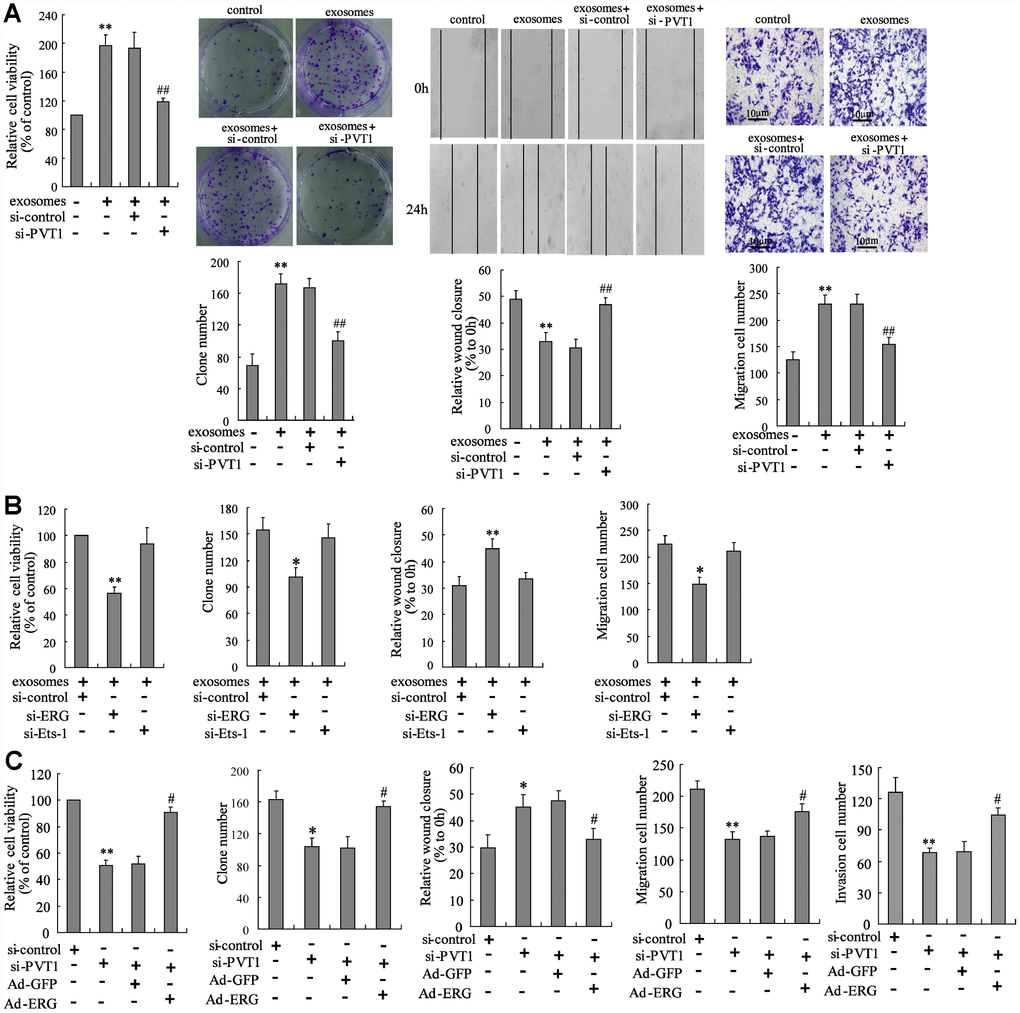 PVT1 in BMSC-EXO promotes osteosarcoma cell proliferation and migration via increasing ERG. (A) The BMSC-EXOsi-PVT1 was co-cultured with MNNG/HOS cells for 48 h. After the co-culturing, cell proliferation and migration were detected using CCK-8, colony formation, scratch and Transwell migration assays. (B) The MNNG/HOSsi-ERG cells and MNNG/HOSsi-Ets-1 cells were co-cultured with or without BMSC-EXO for 48 h. The cell proliferation and migration were detected. (C) The BMSC-EXOsi-PVT1 was co-cultured with MNNG/HOS cells or MNNG/HOSAd-ERG cells for 72 h. The cell proliferation, migration, and invasion were detected. Three independent experiments. *psi-PVT1, exosomes isolated from PVT1-interfering BMSC. MNNG/HOSsi-ERG cells, the MNNG/HOS cells which were transfected with siRNA of ERG. MNNG/HOSsi-Ets-1 cells, the MNNG/HOS cells which were transfected with siRNA of Ets-1. MNNG/HOSAd-ERG, the MNNG/HOS cells which were transfected with ERG-overexpressing vector. CCK-8, cell counting kit-8 assay.