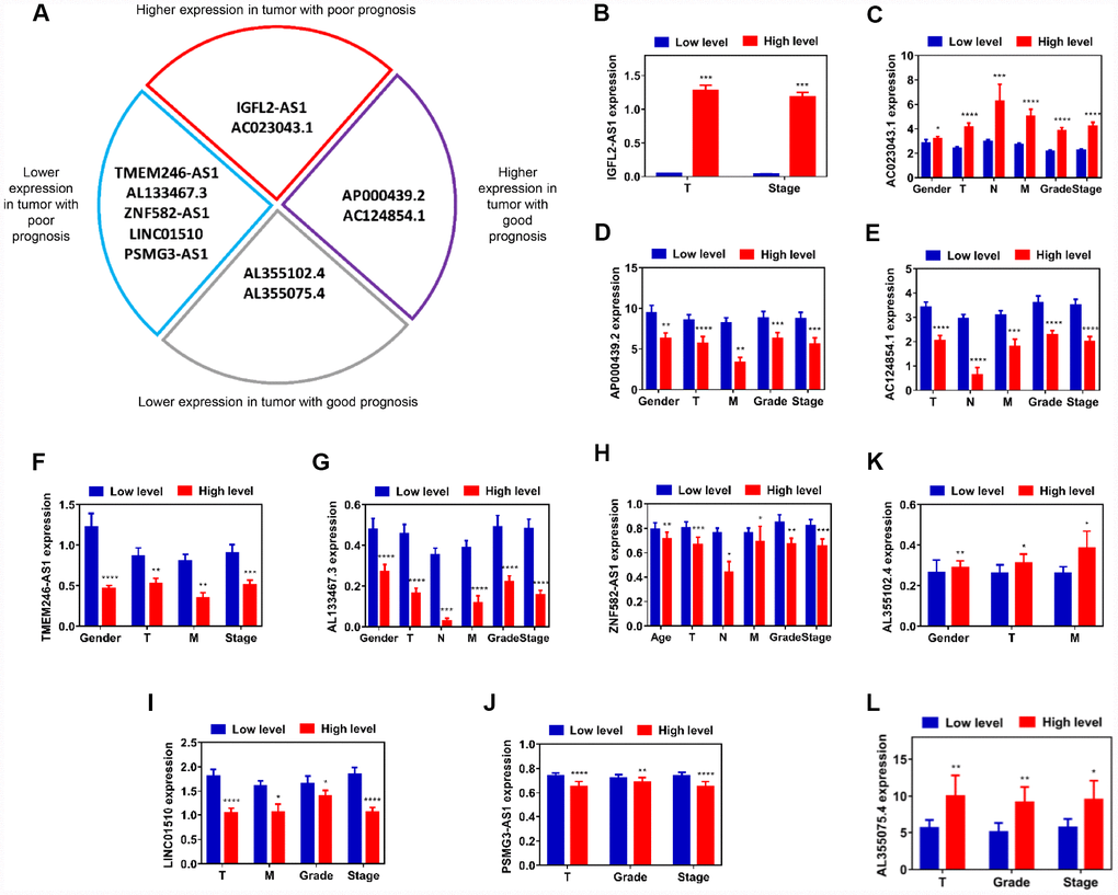 Assessment of correlation between candidate lncRNAs and clinicopathological characteristics. (A) Schematic diagram of four subgroups from 11 candidate lncRNAs. (B–L) Relative expression level comparison of each lncRNA in different characteristic subgroups (age, gender, T, N, M, grade and stage). *P