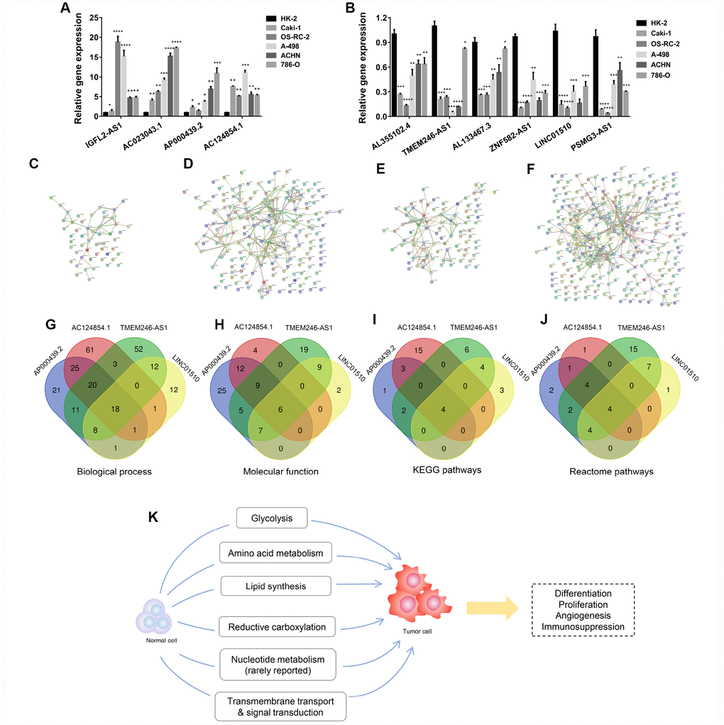 Potentially functional roles of candidate lncRNAs participating in ccRCC tumorigenesis. (A–B) Relative expression of lncRNAs was verified in cell lines by RT-qPCR. (C–F) Four modules of protein-protein interaction networks. (G–J) Intersections of these modules with respect to biological process, molecular function, and KEGG and Reactome pathways. (K) Potential mechanistic schematic diagram of the role of candidate lncRNAs in kidney cancer tumorigenesis. Each experiment was performed at least three times and data are presented as the mean ± SEM. P