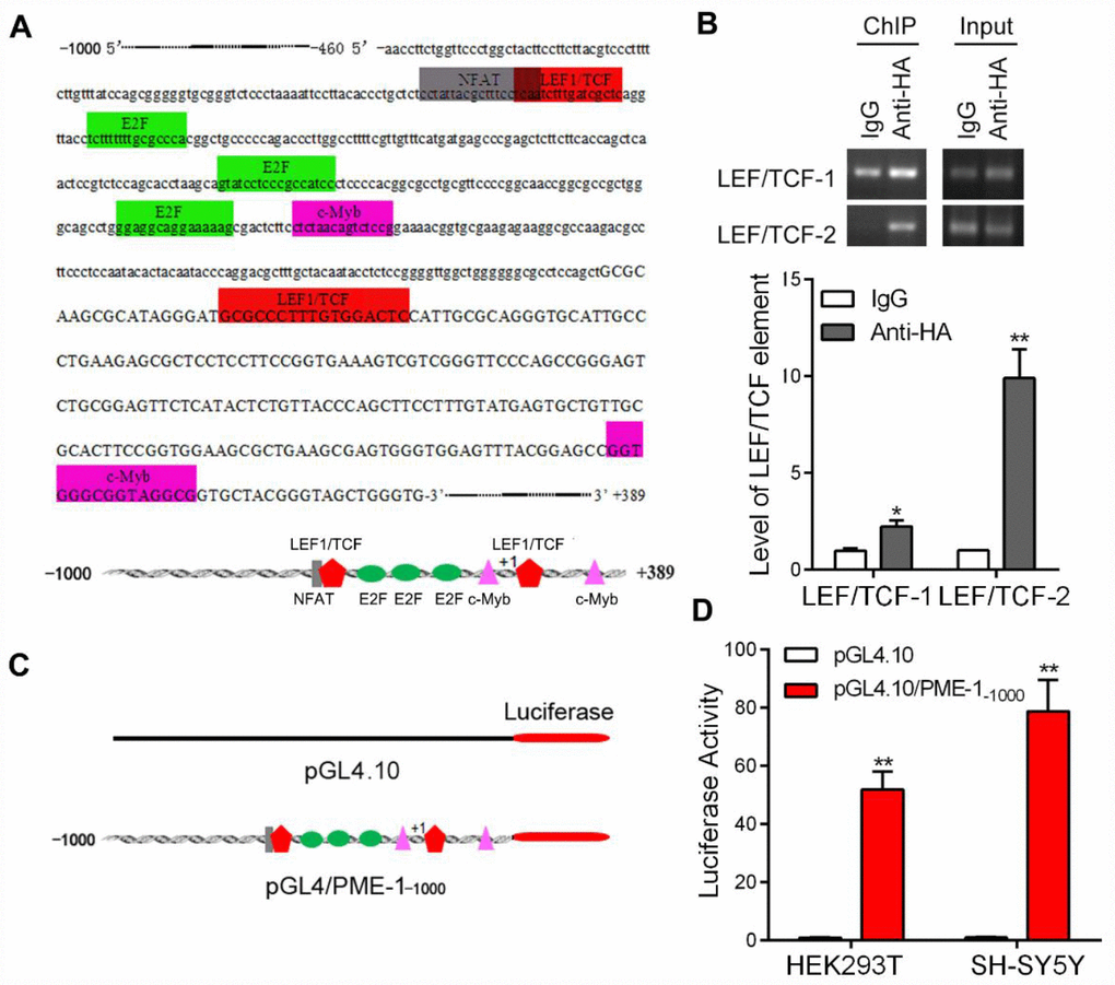 The promoter of human PME-1 contains two putative LEF1/TCF elements. (A) Human PME-1 promoter region has two potential LEF1/TCF like elements (red). The promoter (-1000 to +389) of human PME-1 was analyzed by MatInspector software. Cis-elements are labeled with different color. There are two potential LEF1/TCF like elements. Other cis-elements are NFAT (nuclear factor of activated T cells), E2F (transcription factor family including E2F- and DP-like subunits), c-myb (Cellular homologue of avian myeloblastosis virus oncogene). (B) The SH-SY5Y cells were overexpressed with β-catenin tagged with HA. Monoclonal anti-HA were used to immunoprecipitate β-catenin and co-immunoprecipitated LEF1/TCF cis-elements were amplified by PCR using primers specific to LEF1/TCF cis-elements 1 and 2. (C) Schematic diagram of PME-1 promoter and its luciferase reporter plasmid. Human PME-1 promoter was inserted into pGL4.10 containing luciferase reporter gene to generate pGL4/PME-1-1000. (D) pGL4/PME-1-1000 and pGL4.10 showed in panel C were transfected into HEK-293T or SH-SY5Y cells. The Photinus pyralis luciferase activity and Renilla reniformis luciferase activity were measured subsequently and the Photinus pyralis luciferase activity was normalized with Renilla reniformis luciferase activity. Data are presented as mean ± SD (n=3); *P 