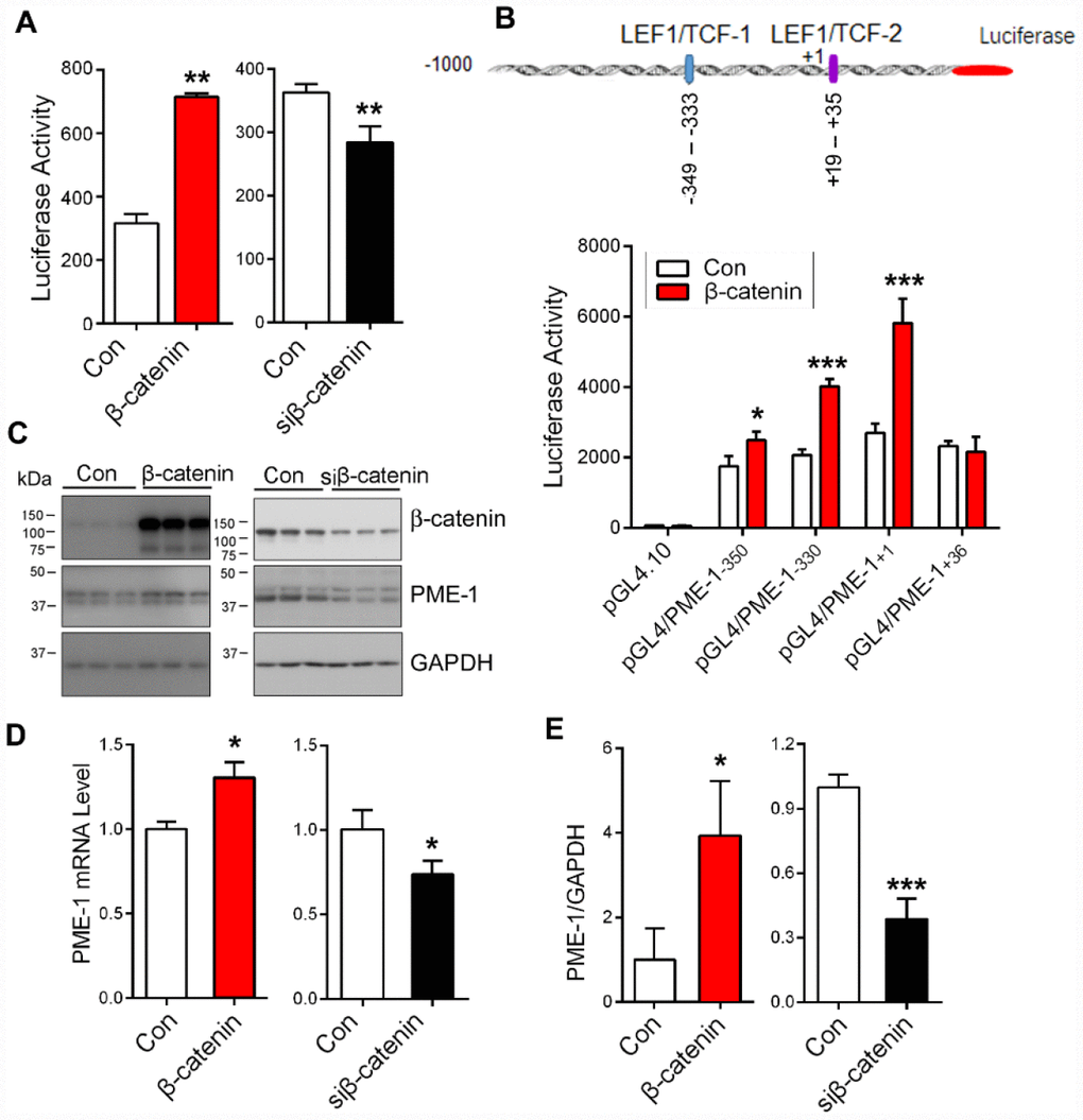 β-catenin enhances PME-1 expression. (A) β-Catenin or siβ-catenin was transfected together with pGL4/PME-1-350 and pRL-TK into HEK-293T cells, and then the PME-1 expression was determined through luciferase activity. (B) HEK-293T cells were co-transfected with pGL4/PME-1s, β-catenin and pRL-TK. The luciferase activity was measured. (C–E) HEK-293T cells were transfected with β-catenin or siβ-catenin and analyzed for PME-1 and β-catenin by Western blots (C, D) or qPCR (E). Quantification (E) of the Western blots are presented as mean ± SD. *P 