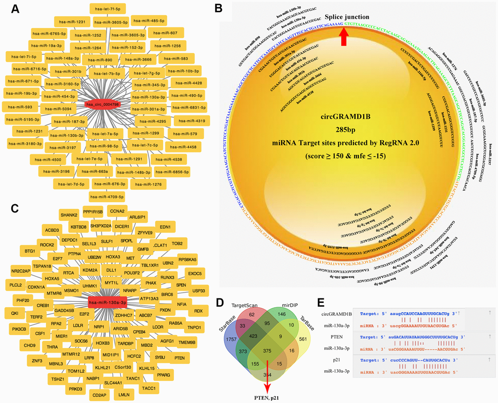 Prediction of circRNA-miRNA-mRNA associations. (A) A magnified network comprising circGRAMD1B and its target miRNAs is presented. (B) The binding sites of miRNAs and circGRAMD1B were predicted by RegRNA 2.0. (C) The panorama network consists of the target genes and miR-130a-3p. Only 100 reliable target genes were added to our predicted picture. (D) Venn diagram showing the 375 commonly expressed mRNA targets of miR-130a-3p obtained from four publicly available profile databases (DIANA TarBase, TargetScan, mirDIP, and StarBase database). Two mRNA targets of miR-130a-3p were identified: PTEN and p21. (E) Schematic representation of the potential binding sites of circGRAMD1B with miR-130a-3p and miR-130a-3p with PTEN/p21.