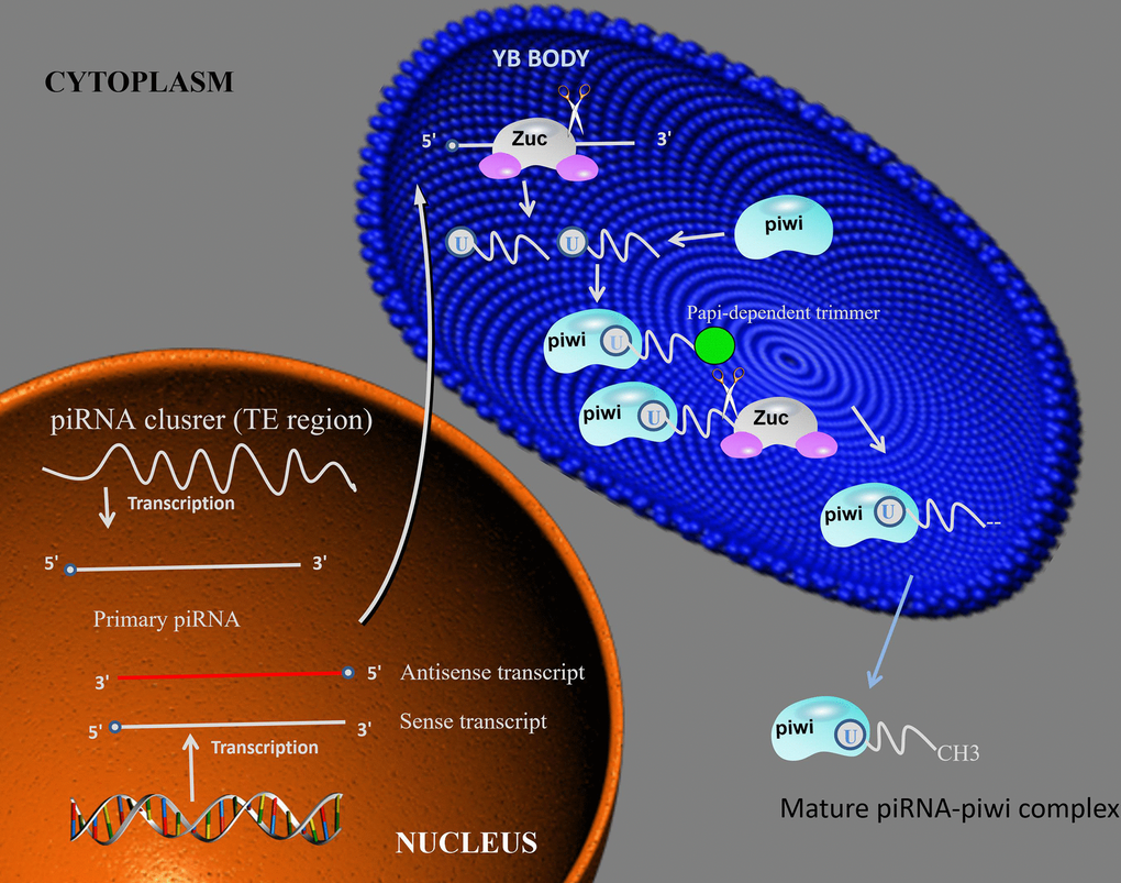 piRNA biosynthesis mechanism. piRNA intermediates form a complex with piwi, then the complex is cleavage by Zuc or Papi-dependent trimmer to form 3’end. After the complex methylation in cytoplasm, the mature piRNA-piwi complex is producted. Abbreviations: Zuc: zucchini.