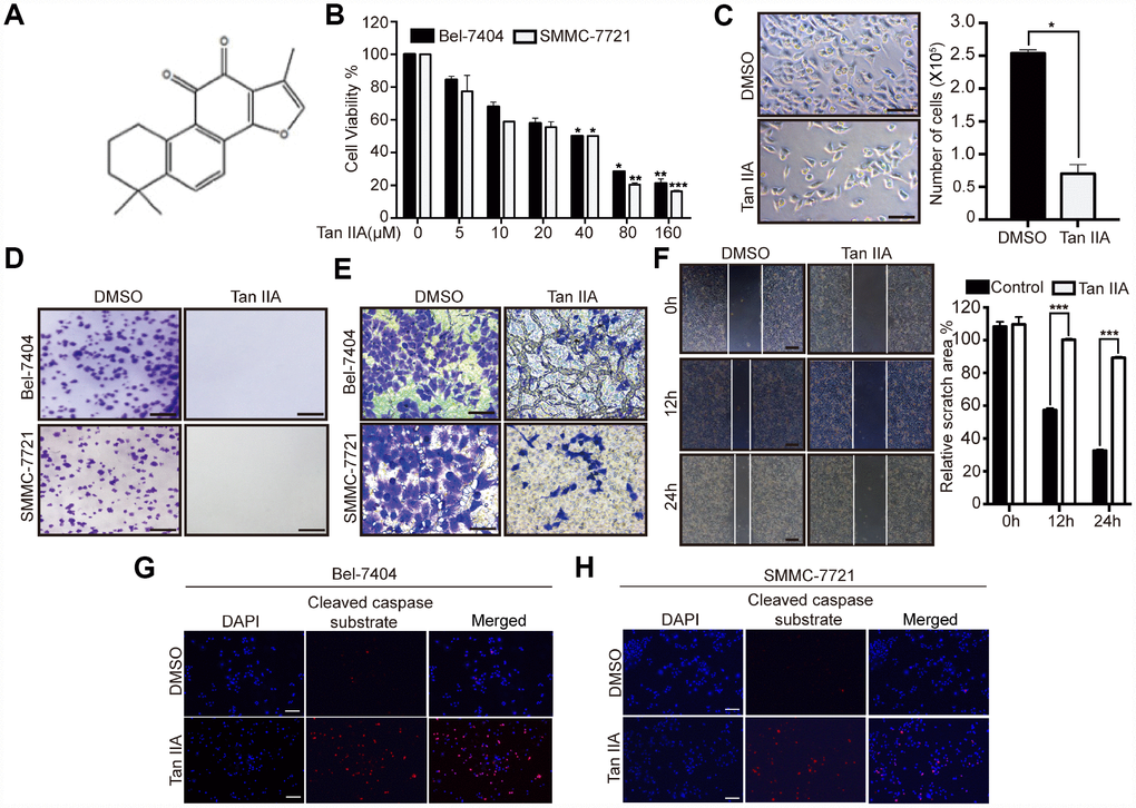 Tanshinone-IIA (Tan IIA) can inhibit liver cancer cell growth and progression. (A) The Chemical structure of Tan IIA. (B) Cell viability of Bel-7404 and SMMC-7721 cells treated with DMSO or dose dependent Tan IIA was determined by CCK-8 cytotoxicity test. *pC) Bright light images of Bel-7404 cells treated with DMSO or 40 μM Tan IIA (left panel). Scale bars: 50μm. Cells were then quantified using ImageJ software and the data are shown as Mean±SD from three independent tests (right panel). *pD) Colony formation assay was to determine cell clonogenic ability in Bel-7404 and SMMC-7721 cells with DMSO or 40 μM Tan IIA. Scale bars: 50 μm. (E) Cell invasion ability was measured by Transwell invasion assay in Bel-7404 and SMMC-7721 cell lines treated with DMSO or 40 μM Tan IIA. Scale bars: 50 μm. (F) Cell wound healing assay was performed to measure cell migration ability in Bel-7404 cells treated with DMSO or 40 μM Tan IIA. The representative images were taken in different time points. Scale bars: 200 μm. ***pG, H) Tan IIA induced apoptosis marker cleaved caspase substrate expression measured by immunofluorescence assay in Bel-7404 and SMMC-7721 cells. Scale bars: 100 μm.