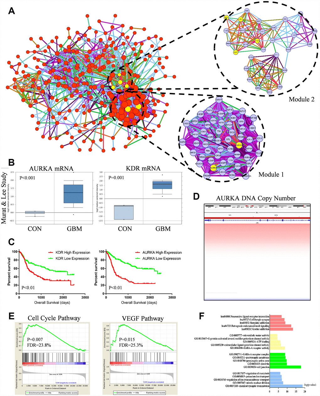 (A) Protein-protein interaction (PPI) network of genes in the blue module. Every edge represented the interaction between two genes. Module 1 and module 2 were the top 2 modules from the PPI network. Yellow nodes noted hub nodes. (B) Based on the Murat and Lee study, AURKA and KDR mRNA expression were significant up-regulated in GBM tissues compared with normal brain tissue (pC) Kaplan-Meier estimated overall survival (OS) days in GBM patients. Left panel showed low-expressed KDR had significantly longer OS days (p=0.01). Right panel showed low-expressed AURKA had significantly longer OS days (p=0.01). (D) DNA copy number of AURKA. (E) Gene set enrichment analysis (GSEA) showed that cell cycle pathway (p=0.007, FDR=23.8%) and VEGF pathway (P=0.015, FDR=25.3%) were abnormally regulated in GBM tissues compared with normal brain tissue. (F) Functional and pathway enrichment analysis of genes in blue module.