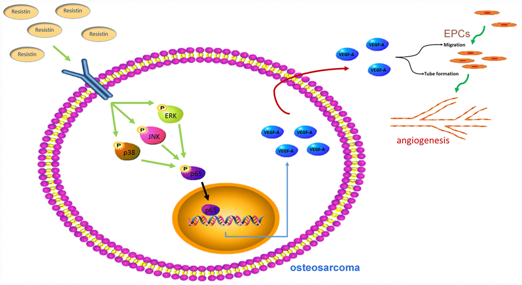 Schematic presentation of the signaling pathways involved in resistin-induced angiogenesis in human osteosarcoma cells.