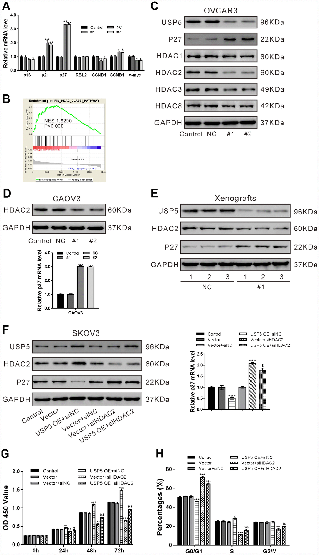 USP5 knockdown induced p27 expression via repressing HDAC2 expression. (A) OVCAR3 cells were transiently infected with USP5 shRNAs (#1 and #2), control shRNA (NC) or untreated (Control). Real-time PCR analysis of p16, p21, p27, RBL2, CCND1 and c-Myc. (B) GSEA analysis in ovarian cancer patients with higher USP5 expression versus lower USP5 expression (TCGA dataset). NES, normalized enrichment score. (C) Western blot analysis of HDAC Class I members and p27. (D) Western blotting and real-time PCR analyses were performed to check the expression of HDAC2 and p27 in CAOV3 cells expressing NC or USP5 shRNAs (#1, #2). (E) The protein expression of USP5, HDAC2 and p27 in xenografts formed from OVCAR3 cells expressing control (NC) or USP5 shRNA (#1). Three samples were randomly chosen from each group. (F-H) SKOV3 cells were infected with USP5 overexpressing virus (USP5 OE) or control virus (Vector), and treated with HDAC2 siRNA (siHDAC2) or control siRNA (siNC) as indicated. The protein expression of USP5, HDAC2 and p27 was detected, and mRNA expression of p27 was evaluated at 48 h after treatment (F). Proliferation (G) and cell cycle distribution (H) was evaluated by CCK-8 and PI/flow cytometry analysis, respectively. *P