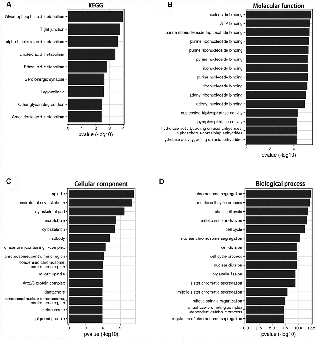 KEGG and GO analysis of the genes relevant to LINC00899 in breast cancer. (A) KEGG pathway enrichment for LINC00899. (B–D) Molecular functions, cell components and biological processes. These results were retrieved from the circlncRNAnet.