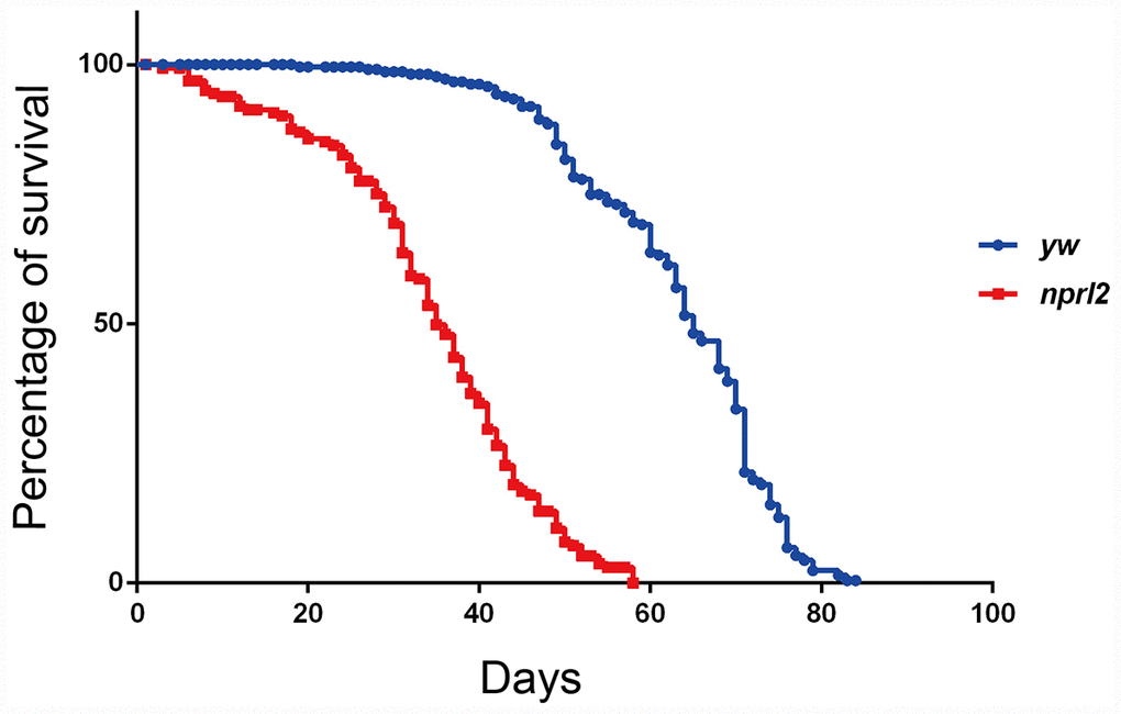 The nprl2 mutant had a decreased lifespan. Newly hatched male flies were cultured on standard food and counted each day. Survival curves of yw (n = 205) and nprl21 (n = 154) flies are shown. Pairwise comparisons by the Mantel-Cox log rank test showed P 