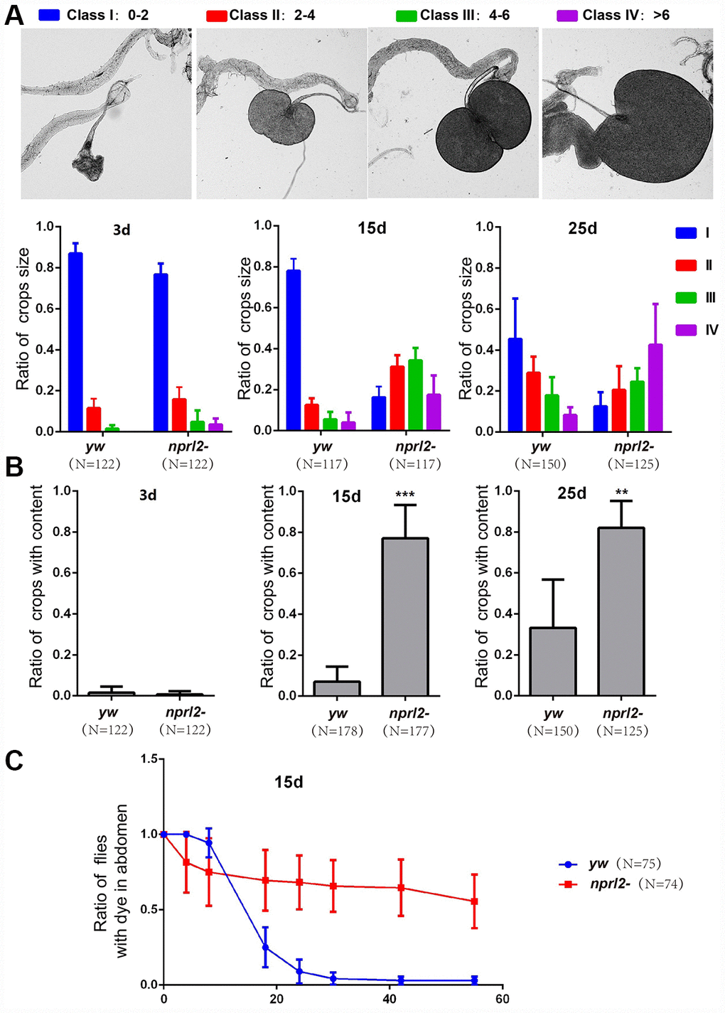 Nprl2 plays important roles in Drosophila digestive function. (A and B) Newly hatched yw and nprl21 flies were cultured on standard food for the indicated number of days and then dissected. (A) Crop sizes were grouped into four classes based on area (mm2). The ratio of different crop sizes was quantified. Error bars represent the SD from four independent experiments. (B) The ratio of flies with food content in their crops was quantified. Error bars represent the SD from four independent experiments. (C) 15 day-old flies were cultured on blue dyed food for 3 days and then transferred to standard food for the indicated time. The ratio of flies with blue dye in the digestive tube at each time point was calculated. Error bars represent the SD from three independent experiments. **P P 