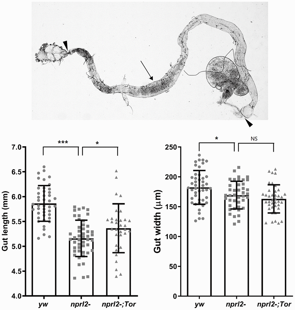 nprl2 mutation decreased gut length and width. Newly hatched male yw, nprl21, and nprl21; TorA594V/+ flies were cultured on standard food for 15 days and then dissected. Gut length (between the arrowhead) and gut width (arrow) were then measured. Error bars represent the SD of the indicated number of data points. *P P 