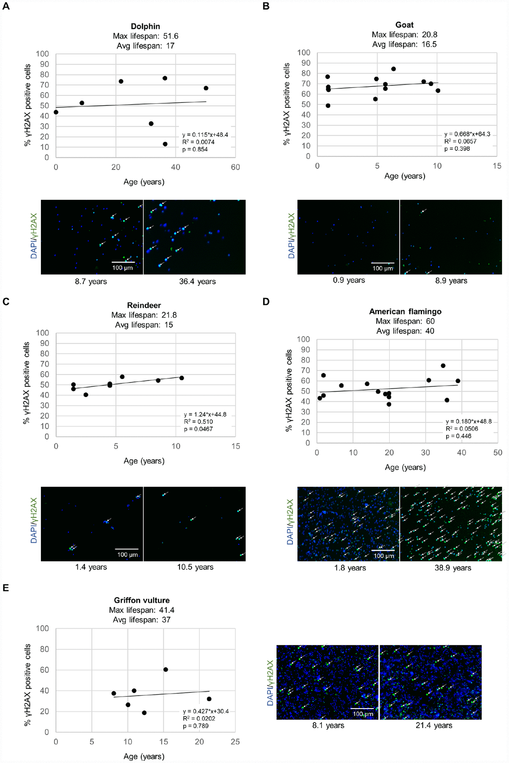 DNA damage γH2AX measurements for various species. The level of γH2AX was measured by immunofluorescence in leukocytes in a high-throughput manner in individuals of different ages for (A) bottlenose dolphins (Tursiops truncatus), (B) goats (Capra hircus), (C) reindeer (Rangifer tarandus), (D) American flamingos (Phoenicopterus ruber), (E) griffon vultures (Gyps fulvus). Each point represents the values for a different individual. The correlation coefficient (R2), slope (rate of γH2AX increase in % positive cells per year), and y-intercept are presented on the graphs. Representative images show cell nuclei stained with DAPI in blue and yH2AX stain in green for a young individual and an older individual for each species. White arrows indicate γH2AX positive cells.