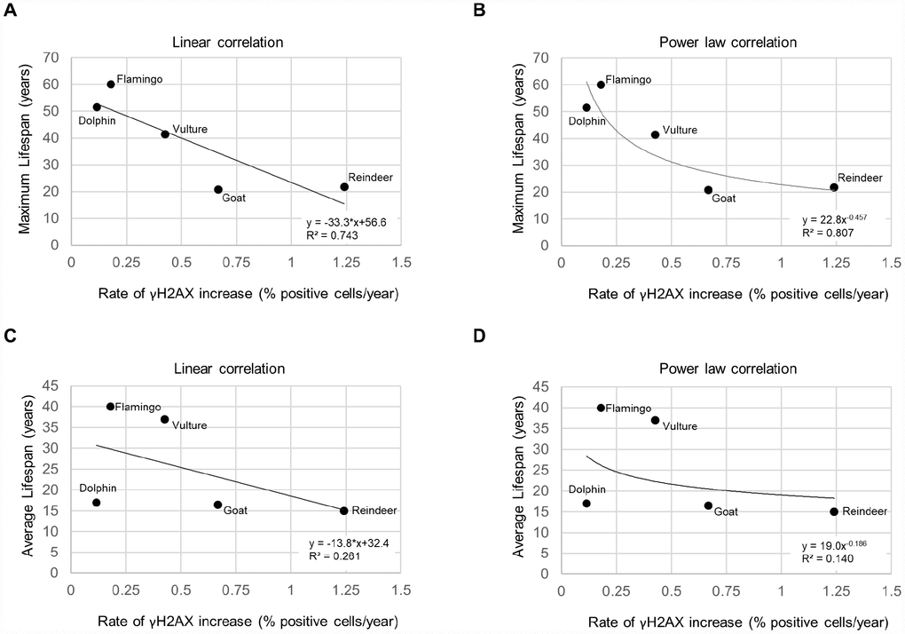 Lifespan vs. rate of γH2AX increase. (A) Maximum lifespan vs rate of γH2AX increase fit with a linear regression line. (B) Maximum lifespan vs rate of γH2AX increase fit with a power law regression line. (C) Average lifespan vs rate of γH2AX increase fit with a linear regression line. (D) Average lifespan vs rate of γH2AX increase fit with a power law regression line.