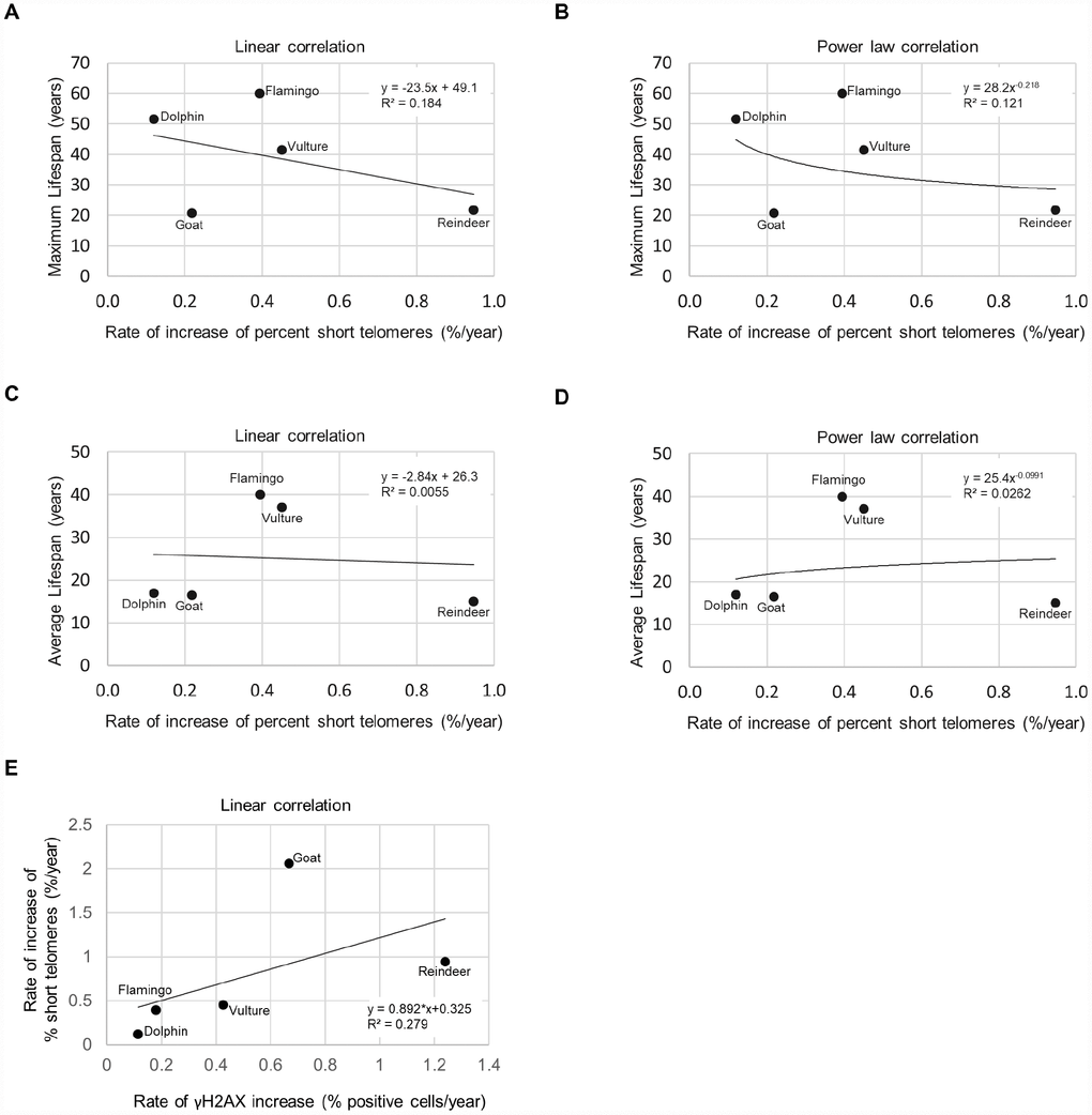 Lifespan, short telomeres, and DNA damage. (A) Maximum lifespan vs rate of increase of % short telomeres fit with a linear regression line. (B) Maximum lifespan vs rate of increase of % short telomeres fit with a power law regression line. (C) Average lifespan vs rate of increase of % short telomeres fit with a linear regression line. (D) Average lifespan vs rate of increase of % short telomeres fit with a power law regression line. (E) Rate of increase of percentage of short telomeres vs. rate of γH2AX increase.