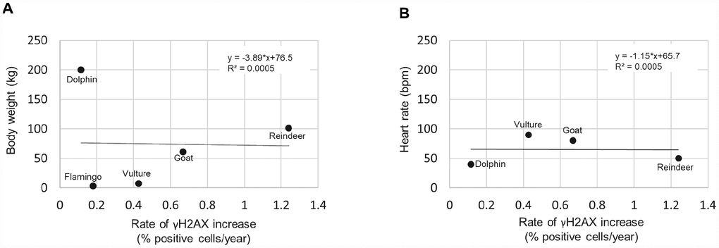 Rate of γH2AX increase correlated with species body weight and heart rate. (A) Body weight vs rate of γH2AX increase. (B) Heart rate vs rate of γH2AX increase.