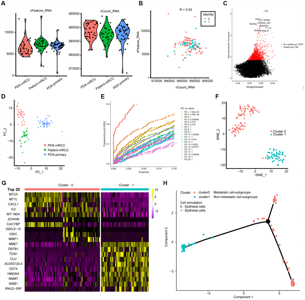 Characterization of single-cell RNA sequencing from 121 cells and screening of marker genes. (A, B) Quality control of scRNA-seq for three cell sub-populations. We filtered out the cells with poor quality and analyzed the positive associations between detected gene counts and sequencing depth. (C) we identified the gene symbols with significant difference across cells and drawn the characteristic variance diagram. (D, E) The principal component analysis (PCA), a linear dimensionality reduction method, was ultilized to identify the significantly available dimensions of data sets with estimated P value. Accordingly, we classified the cell groups into three categories. (F) Based on available significant components from PCA, we conducted another nonlinear dimensionality reduction, TSNE algorithm, to successfully divided the cells into two clusters, in accordance with actual cell types. (G) Differential analysis with logFC =0.5 and adjPval =0.05 was constructed between two clusters to identify significant marker genes and we exhibited the top 20 in heatmap package. (H) Cell annotations and trajectory analysis revealed the tendency curve from primary RCC to metastatic ones, indicating the genomic alternations between them.