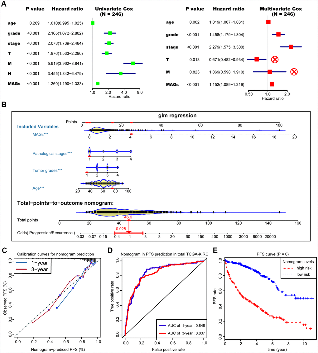 Construction and assessment of MAGs-nomogram for predicting progression. (A) Univariate- and multivariate Cox regression analysis for screening appropriate and significant features into final nomogram model. (B) Ultilizing the glm regression algorithm, the MAGs-nomogram incorporating these four variables was developed and the TCGA-KIRC cohort was classified into high and low groups according to the median of MAGs-nomogram scores. (C) Calibration curve was drawn to depict the well curve fitting between predicted 1-year or 3-year progression events and actual observed outcomes. (D, E) Meanwhile, the AUCs of MAGs-nomogram in predicting 1-year and 3-year progression outcomes were up to 0.848 and 0.837, respectively. Survival analysis also suggested that the MAGs-nomogram was determined to be a significant predictor in PFS of ccRCC with P = 0.