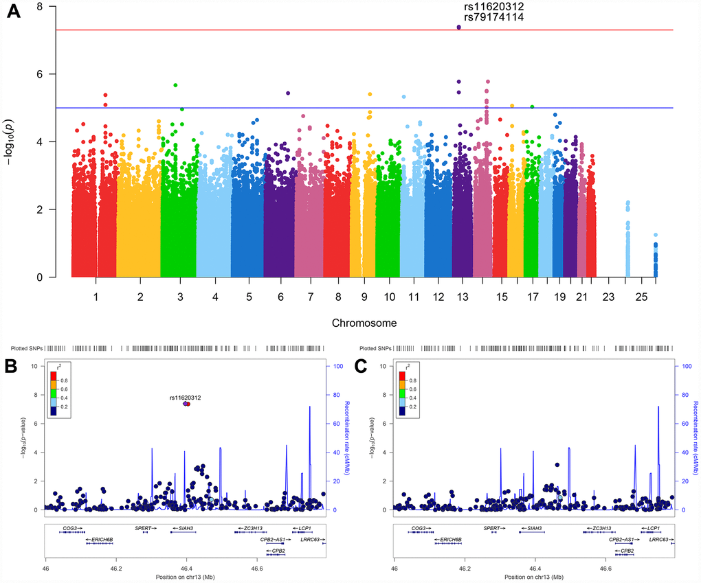 Manhattan plot and regional association plots. (A) Manhattan plot for association with the rate of ventricular enlargement, after adjusting for age, gender, APOE ε4, ICV, MRI scanner type and the first three principal components. The red line is the genome-wide significant threshold at P = 5×10-8; the blue line is a suggestive threshold at P = 10-5. (B) Regional association plot for rs11620312 in the SIAH3 gene on chromosome 13. (C) Regional association plot for the SIAH3 gene after controlling for rs11620312. No SNPs showed significant association after controlling for rs11620312, suggesting the associations were driven by rs11620312. Abbreviation: ICV = intracranial volume; MRI = magnetic resonance imaging; P = P value.