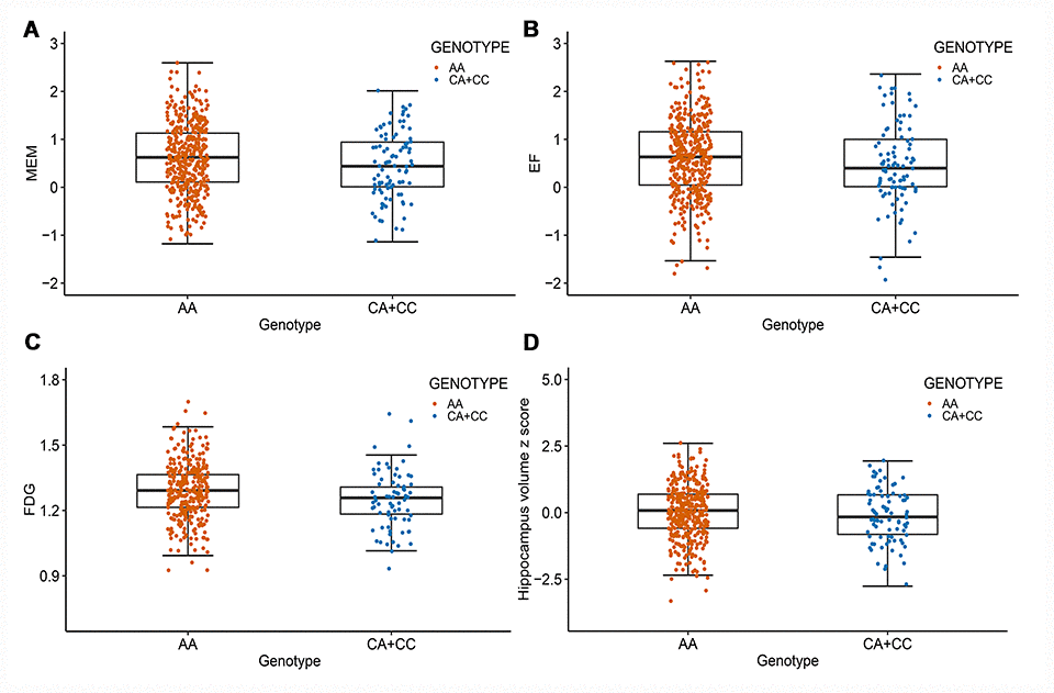 Rs11620312 associated with other phenotypes at baseline. The minor allele (C) of rs11620312 was not associated with MEM (A, PBonf = 0.29), EF (B, PBonf = 0.32), FDG (C, PBonf = 0.06) and hippocampus volume (D, PBonf = 0.26) at baseline. Abbreviation: MEM = cognitive score for memory; EF = cognitive score for executive functioning; FDG = 18F-fluorodeoxyglucose.