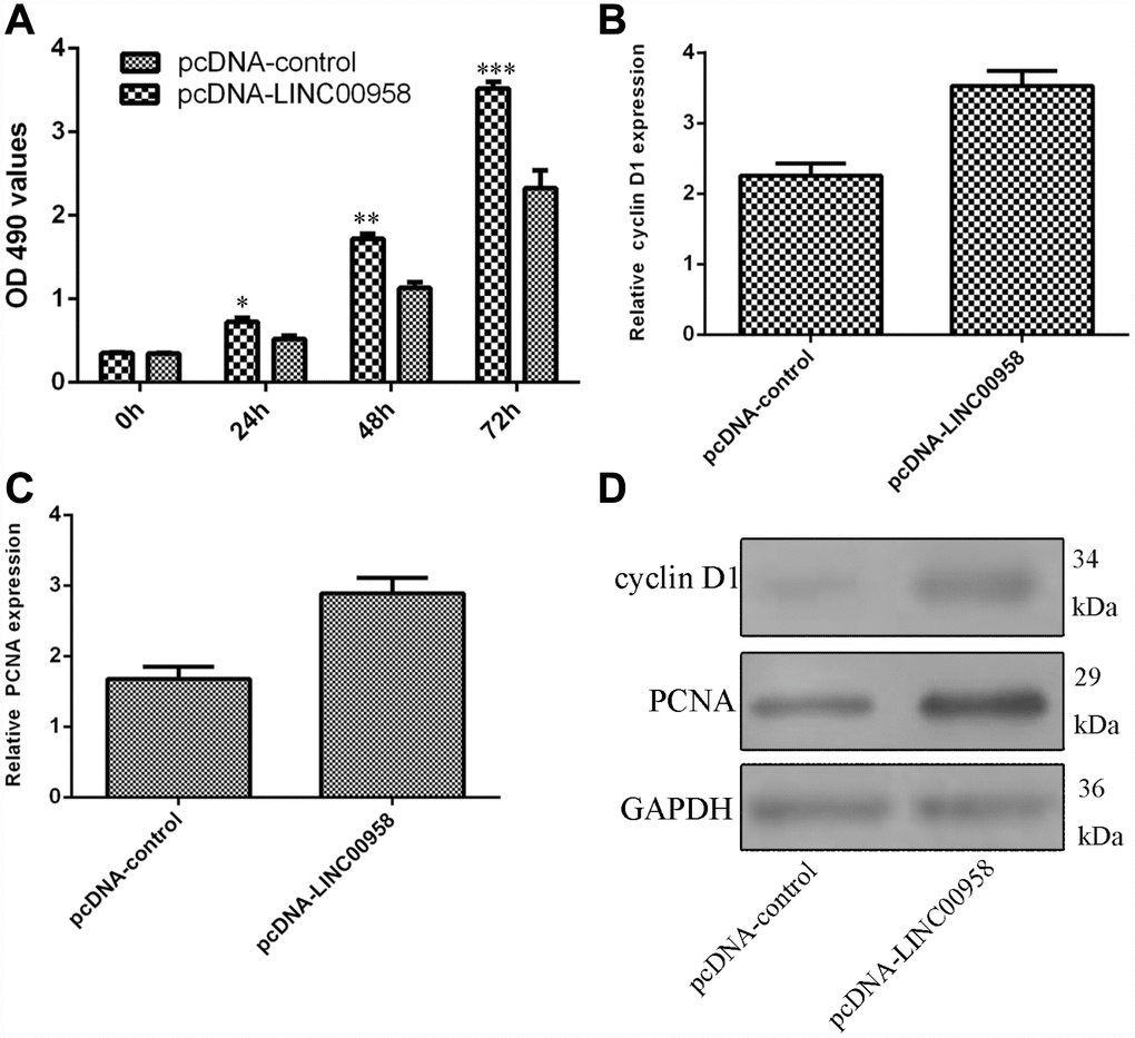 Ectopic expression of LINC00958 promoted NP cell proliferation. (A) Ectopic expression of LINC00958 promoted NP cell growth, which was determined by using the MTT assay. (B) Overexpression of LINC00958 increased cyclin D1 expression in the NP cell. (C) Elevated LINC00958 expression enhanced PCNA expression in the NP cell. (D) LINC00958 overexpression promoted the protein expression of cyclin D1 and PCNA. *p