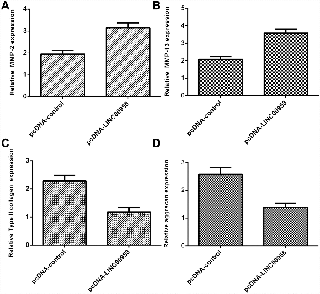 Overexpression of LINC00958 inhibited aggrecan and Col II expression and promoted MMP-2 and MMP-13 expression. (A) The expression of MMP-2 was determined by using qRT-PCR analysis. (B) The expression of MMP-2 was determined by using qRT-PCR analysis. (C) Elevated expression of LINC00958 suppressed Col II expression in the NP cells. (D) Overexpression of LINC00958 inhibited aggrecan expression in the NP cells. GAPDH was used as the internal control. Data were showed as mean±SD.