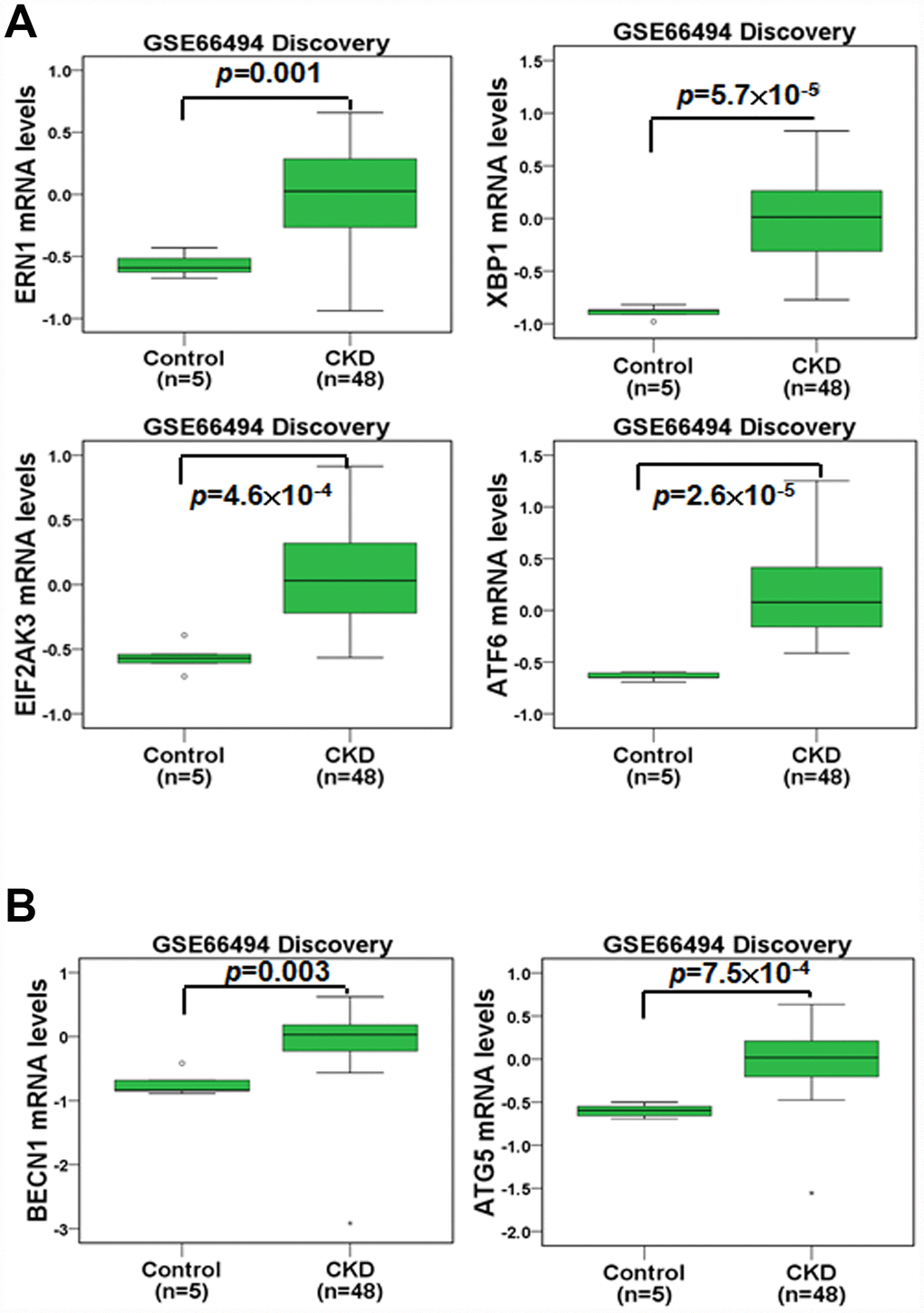 The mRNA levels of ER stress- and autophagy-related molecules were analyzed in the renal tissue of healthy individuals and CKD patients. The mRNA levels of ERN1, XBP1, EIF2AK3, ATF6 (A), BECN1 and ATG5 (B) were evaluated. Statistical differences were analyzed using a two-sample t-test.