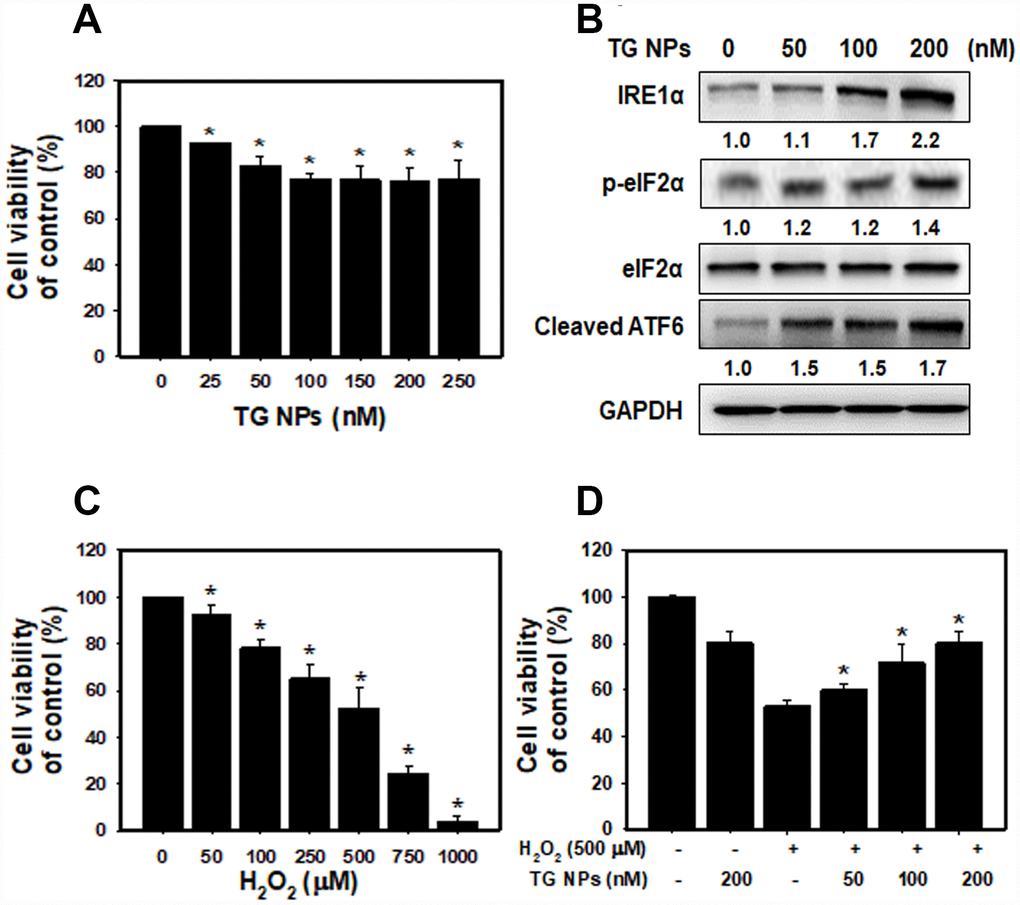 The cell viability and UPR-related protein expression after TG NP treatment in HK-2 cells. (A) Cell viability was analyzed by SRB assays. Cells were treated with different concentrations of the TG NPs for 24 h. *p B) UPR-related protein expression was measured by western blot analysis. Cells were treated with different concentrations of the TG NPs for 24 h. (C) Cell viability after H2O2 treatment was analyzed by SRB assays. Cells were treated with different concentrations of H2O2 for 18 h. *p D) TG NPs showed cytoprotection against oxidative stress. HK-2 cells were pretreated with or without the TG NPs for 6 h and then incubated with H2O2 for 18 h. *p 2O2 group.