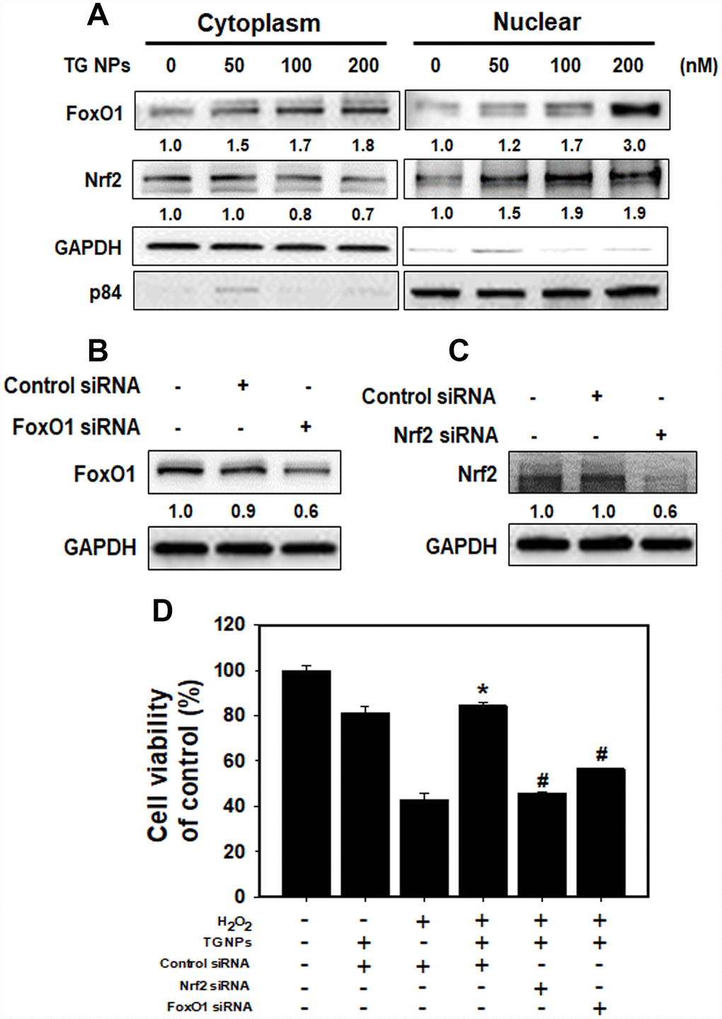 The roles of FoxO1 and Nrf2 after TG NP treatment in HK-2 cells. (A) The protein levels of FoxO1 and Nrf2 in the cytoplasmic and nuclear fractions of HK-2 cells treated with TG NPs are shown. p84 and GAPDH served as loading controls for the nuclear and cytoplasmic fractions, respectively. Cells were treated with different concentrations of the TG NPs for 24 h. Western blotting showed the efficiency of the siRNA-mediated knockdown of FoxO1 (B) and Nrf2 (C) expression. (D) The effects of FoxO1 or Nrf2 siRNA on cell viability were tested. Cells were transfected with a control, FoxO1-specific or Nrf2-specific siRNA for 24 h, treated with TG NPs (200 nM) for 6 h and then incubated with H2O2 (500 μM) for 18 h. *p 2O2+control siRNA versus H2O2+TG NPs + control siRNA. #p 2O2+TG NPs + control siRNA versus H2O2+TG NPs+FoxO1 or Nrf2 siRNA.