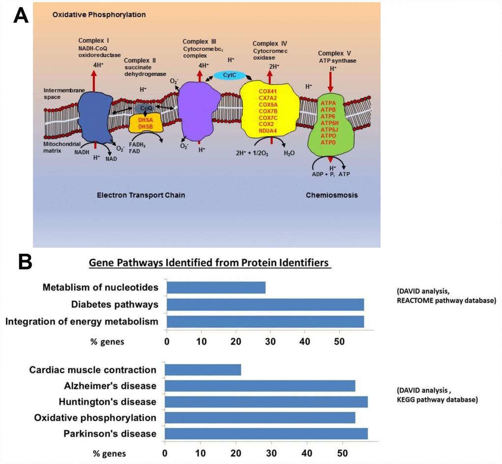 (A) Mitochondrial electron transport chain proteins that we found to be more highly expressed in the old are indicated in red by their location (Complex II, IV, and V) in the cartoon schema. (B) Gene pathways identified for proteins upregulated in the old using DAVID to convert protein identifiers to their genes (DAVID Bioinformatics Resources 6.7 (https://david.ncifcrf.gov). These genes fall into pathways related to oxidative phosphorylation, neurodegenerative disease, and integration of energy metabolism (Oxidative phosphorylation [16 from KEGG pathway database], Neurodegenerative disease [16 from KEGG], Cardiac muscle contraction [6 from KEGG], Integration of energy metabolism [16 from REACTOME pathway database], Diabetes [16 from REACTOME], Metabolism of nucleotides [8 from REACTOME]).