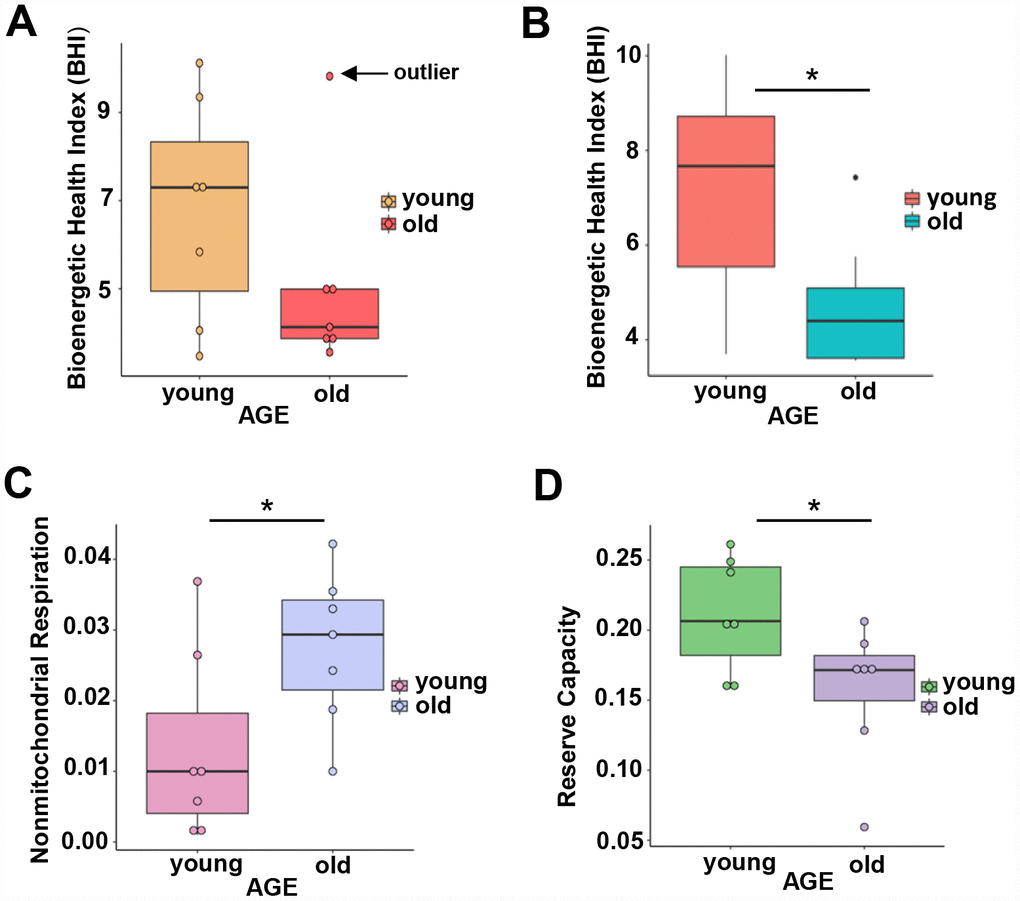 (A) Calculated bioenergetic health index (BHI) from young and old CD4+ T cells. The BHI is derived from calculating a ratio of positive aspects of mitochondrial bioenergetic function (i.e. reserve capacity and ATP-linked respiration) to potentially deleterious aspects of mitochondrial bioenergetic function (i.e. non-mitochondrial oxygen consumption and proton leak). Cellular mitochondrial function was determined using high-resolution respirometry with oligomycin, FCCP, rotenone, and antimycin A. For BHI, one outlier of 14 participants was noted and a comparison of the old and young BHI with this outlier was not significantly different (p=0.19). (B) In further analysis, FACS showed the outlier subject had a higher percentage of total memory CD4+ T cells (59% compared to a range 26-48%) than other participants. Adjusting for the average percentage of memory CD4+ T cells, the calculated the BHI was significantly higher for younger compared to older participants (*p = 0.036). (C) Nonmitochondrial respiration was found to be significantly higher in CD4+ T cells from older compared to younger individuals (*p = 0.049). (D) Reserve capacity was significantly higher in cells from young compared to older participants (*p = 0.045). (A–D) P-values were calculated by Welch’s t-test, a variation of the Student’s t-test that does not make the assumption of equal variance in the two compared samples [55]. Error bars reflect the standard error of the mean (±SEM). N = 7 young, 7 old donors.