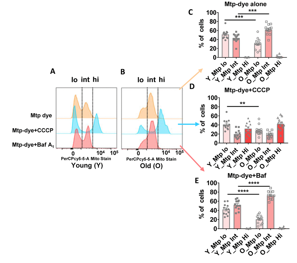 (A and B) Representative histograms from a young and old donor for all conditions using Mtphagy Dye (20,000 cells recorded). Summary data showing percentage of CD4+ T cells of young and old donors divided by fluorescent intensity (low [‘lo’], intermediate (‘int’), and high [‘hi’]) of Mtphagy Dye using, © Mtphagy Dye alone, (D) CCCP administration, and (E) Bafilomycin A1 administration. ****p = 0.0001, ***p = 0.0002 and 0.0003, **p = 0.0081. (C–E) P-values were calculated by Student’s t-test (two-tailed) using GraphPad PRISM 7 software. Error bars reflect the standard error of the mean (±SEM). N = 12 young, 12 old donors.