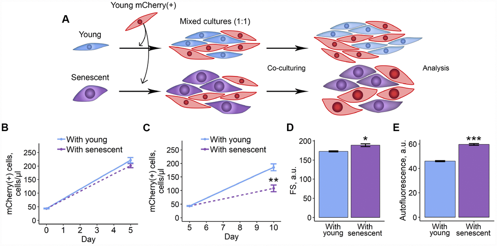 2D co-culturing with senescent ESCs negatively affects surrounding cells. (A) Experimental scheme of co-culturing of young mCherry-labeled ESCs with unlabeled young or senescent ones in 2D condition. (B and C) Growth curves of mCherry-labeled ESCs (co-cultured either with young or senescent cells) before and after reseeding, respectively. Cell number was determined by FACS at the indicated time points. (D) and (E) Cell size and autofluorescence of mCherry-labeled ESCs measured by FACS after 10 d of co-culturing. Forward scatter (FS) reflects the average cell size. Values are M ± S.D. (N=3). * – p