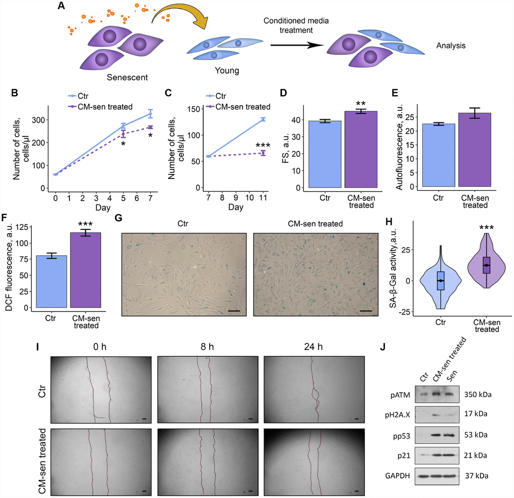 SASP from senescent ESCs triggers senescence in young cells. Ctr – young ESCs cultured in standard conditions. CM-sen treated – ESCs exposed to condition medium from senescent cells. Sen – senescent ESCs. (A) Experimental scheme of ESCs CM-sen treatment. (B) and (C) Growth curves of ESCs before and after reseeding, respectively. Cell number was determined by FACS at the indicated time points. (D–F) Cell size, autofluorescence and intracellular ROS levels of ESCs determined by FACS after 9 d of CM-sen treatment. Forward scatter (FS) reflects the average cell size, DCF fluorescence reflects ROS levels by oxidation of H2DCF-DA. Values are M ± S.D. (N=3). * – pG) SA-β-Gal staining of Ctr and CM-sen treated ESCs. After 7 d of treatment ESCs were reseeded and additionally cultured for 3 d in order to perform staining of non-confluent cultures. (H) Quantification of SA-β-Gal activity values (G). Values presented as M and 95 % C.I. (N=100). *** – pI) Wound healing analysis of ESCs cultured in standard conditions or pre-exposed to CM-sen for 4 d. Cells’ monolayers were scratched and migration activity of cells were estimated at the indicated time points. Scale bars of all images are 500 μm. (J) Western blot analysis of ATM, H2A.X and p53 phosphorylation levels and p21 protein expression performed after 7 d of treatment. Representative results of the three experiments are shown in the Figure. GAPDH was used as loading control.