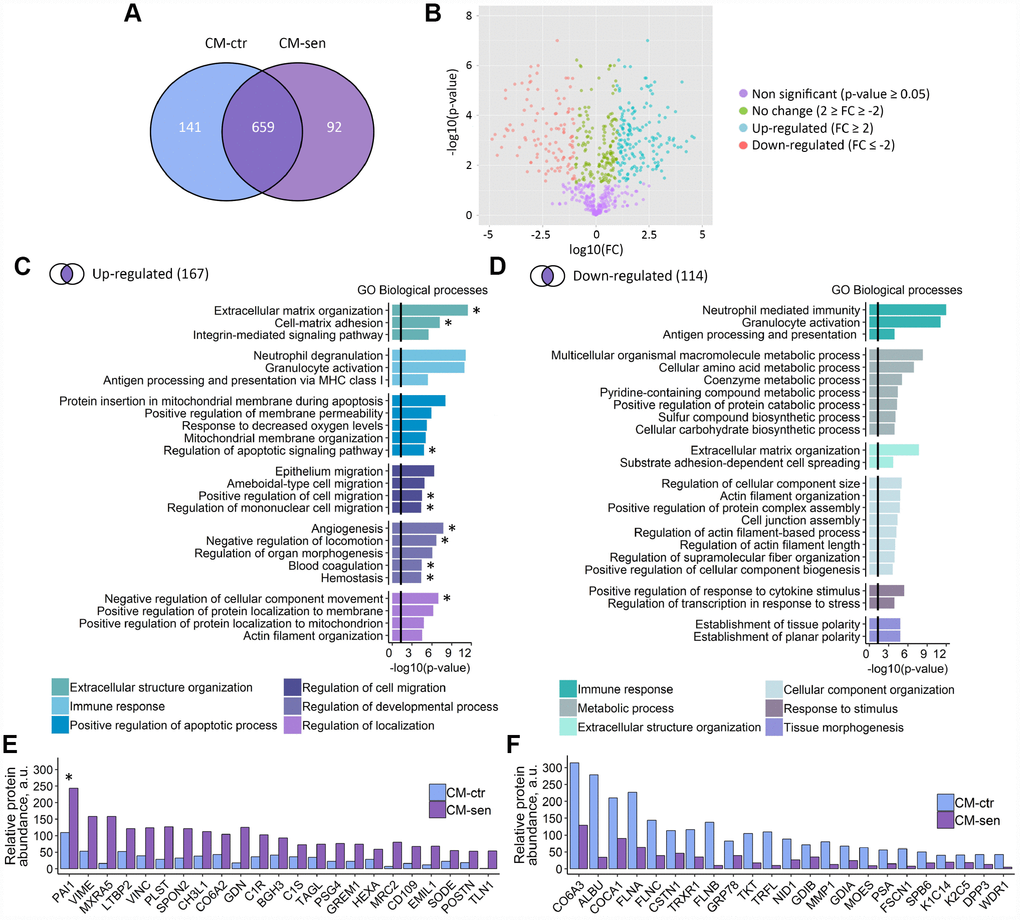 Proteomic analysis of ESCs secretome. CM-ctr and CM-sen – conditioned media from young or senescent ESCs, respectively. (A) Venn diagram presentation of all peptides identified within CMs by LC-MS/MS. (B) Volcano plot of proteins differentially secreted by Ctr and Sen ESCs. (C) and (D) Functional enrichment analysis in GO BP terms of up- and down-regulated proteins in CM-sen versus CM-ctr. Identified processes are organized in modules based on common parent GO terms presented in legends. To control the false discovery rate (FDR) to correct the p-value the Benjamini method was applied. Black line indicates threshold at p=0.05. (E) and (F) Levels of top up- and down-regulated proteins in CM-sen versus CM-ctr, respectively. Processes involving PAI-1 are marked with asterisk (*).