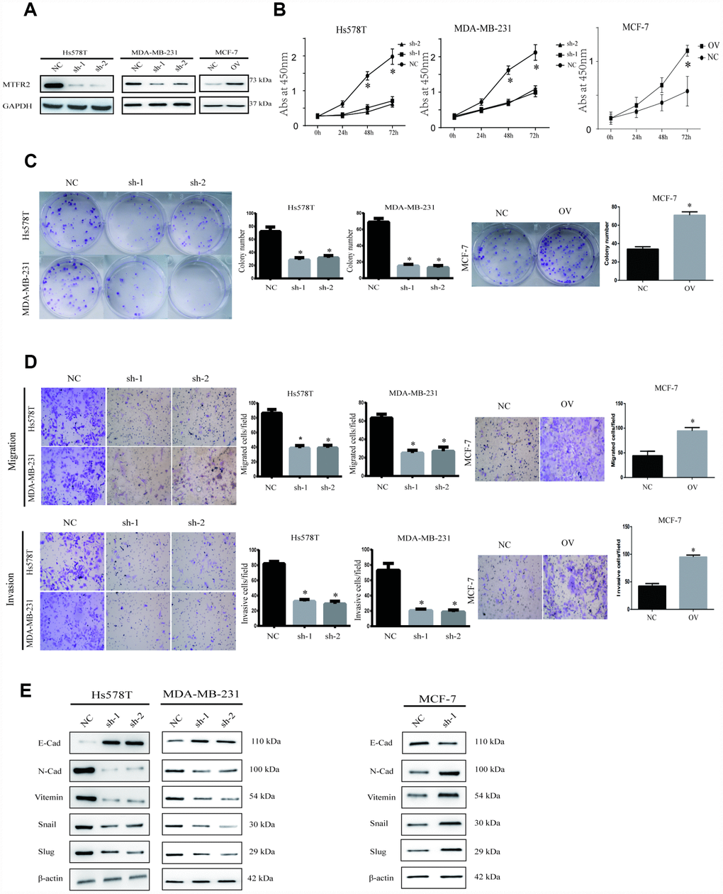 MTFR promotes the proliferation, migration and invasion of BC. (A) Western blot of MTFR2 in the cell line (NC, Negative Control; OV, overexpression; Sh, small hairpin RNA). (B) The CCK-8 assay of different cell lines (Student’s two one-tailed paired test * pC) The colony formation assay and statistical analysis of different cell lines (Student’s two one-tailed paired test * pD) The migration and invasion assays of different cell lines (Student’s two one-tailed paired test * pE) Western blot of EMT markers of different cell lines.