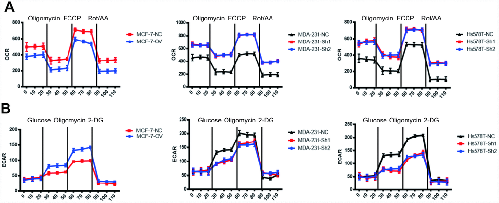 MTFR switches the OXPHOS of BC to glycolysis. (A) The OCR of different cell lines. (B) The ECAR of different cell lines.