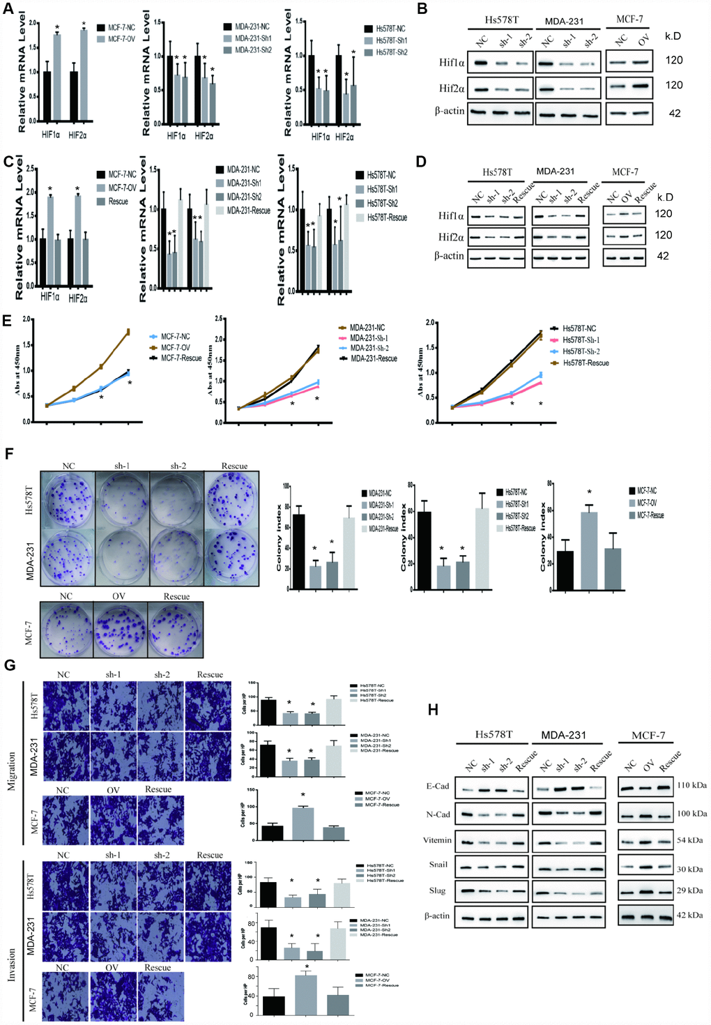 MTFR promotes the proliferation and migration and invasion of BC in a HIF1α- and HIF2α-dependent manner. (A) The relative mRNA levels of HIF1α and HIF2α in different cell lines (Student’s two one-tailed paired test * pB) Western blot of HIF1α and HIF2α in different cell lines. (C) The relative mRNA levels of HIF1α and HIF2α in different cell line (Student’s two one-tailed paired test * pD) Western blot of HIF1α and HIF2α in different cell lines. (E) CCK-8 assay of different cell lines (Student’s two one-tailed paired test * pF) The colony formation assay and statistical analysis of different cell lines (Student’s two one-tailed paired test * pG) The migration assay and invasion assay of different cell lines (Student’s two one-tailed paired test * pH) Western blot of EMT markers of different cell lines.