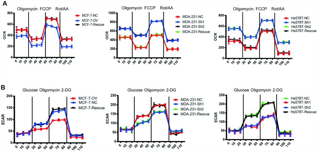 MTFR switches the OXPHOS to the glycolysis of BC in a HIF1α- and HIF2α-dependent manner. (A) The OCR of different cell lines. (B) The ECAR of different cell lines.