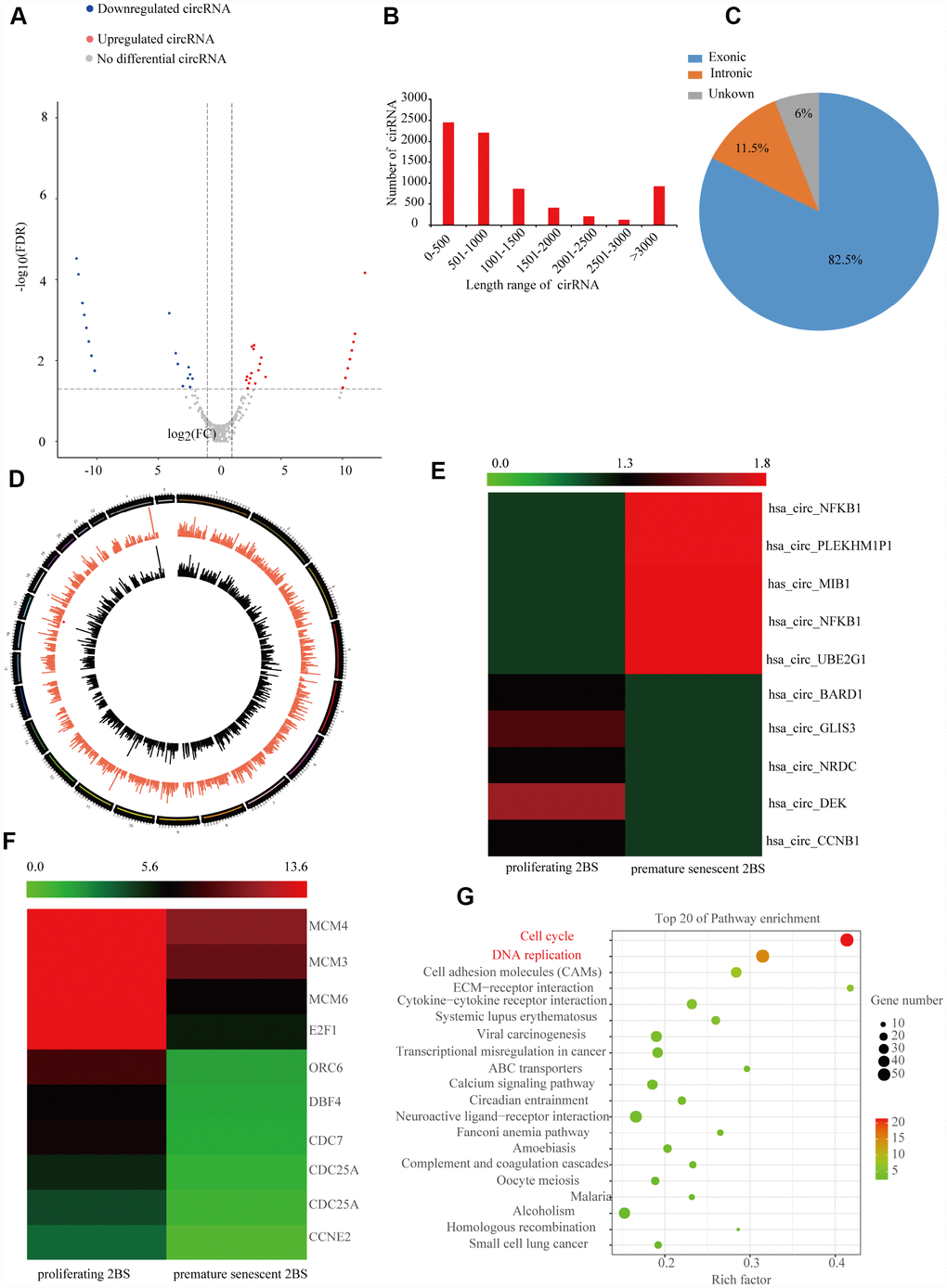 Expression profile of SAC-RNAs and mRNA in proliferating and prematurely senescent 2BS fibroblasts. (A) Volcano plot showing CircRNA expression in young and prematurely senescent 2BS fibroblasts. The red and green dots represent CircRNAs with statistically significant differences in expression. (B) Length distributions of the identified CircRNAs by RNA-Seq. x-axis: length of CircRNAs detected in this study. y-axis: number of CircRNAs classified according to length. (C) Pie chart showing the percentage of CircRNAs derived from different genomic regions. (D) Distributions of identified CircRNAs along the chromosomes. (E and F) Cluster heatmaps showing the five most increased and decreased CircRNAs and representative differentially expressed mRNAs. Each column indicates a sample and each row indicates an individual CircRNA or mRNA. (G) Kyoto Encyclopedia of Genes and Genomes (KEGG) of differentially expressed mRNAs.