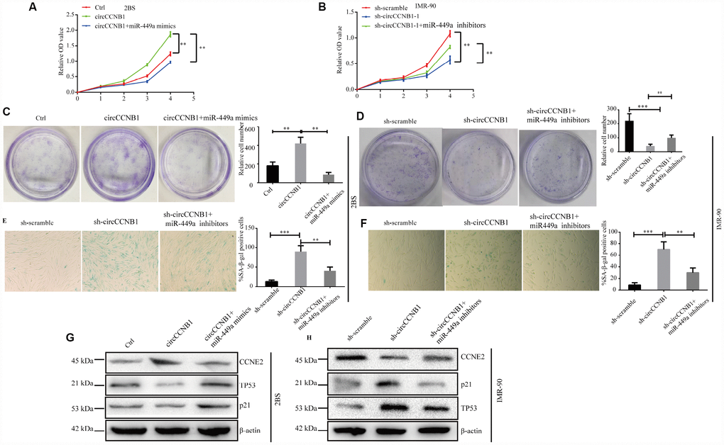 CircCCNB1 suppresses cellular senescence by sponging miR-449a to regulate CCNE2. (A and B) CCK-8 analysis was performed in 2BS or IMR-90 cells after transfection with ctrl, CircCCNB1 and CircCCNB1+miR-449a mimics, or sh-scramble, sh-CircCCNB1-1 and sh-CircCCNB1-1+miR-449a inhibitors, respectively, **PC and D) Clonogenicity assay of 2BS or IMR-90 cells after transfection with ctr, CircCCNB1 and CircCCNB1+miR-449a mimics, or sh-scramble, sh-CircCCNB1-1 and sh-CircCCNB1-1+miR-449a inhibitors, respectively, **PPE and F) SA-β gal of 2BS or IMR-90 after transfection with sh-scramble, sh-CircCCNB1-1 and sh-CircCCNB1-1+miR-449a inhibitors respectively, bar, 100μm, **PPG and H) Immunoblot analysis of CCNE2, P53 and P21 levels in 2BS or IMR-90 cells after transfection with ctr, CircCCNB1 and CircCCNB1+miR-449a mimics, or sh-scramble, sh-CircCCNB1-1 and sh-CircCCNB1-1+miR-449a inhibitors, respectively.