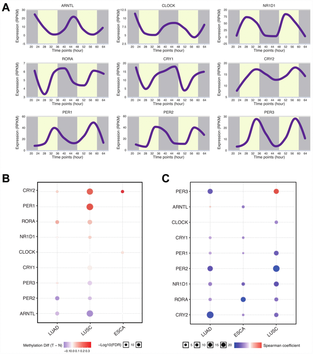 Core circadian clock genes are altered in thoracic cancers. (A) The circadian rhythm of core circadian genes, including CRY2, PER1, RORA, NR1D1, CLOCK, CRY1, PER3, PER2, and ARNTL. (B) The methylation difference between tumors and normal tissues. (C) The methylation level affects the core circadian gene expressions. Abbreviations: LUAD, lung adenocarcinoma; LUSC, lung squamous cell carcinoma; ESCA, esophageal carcinoma.