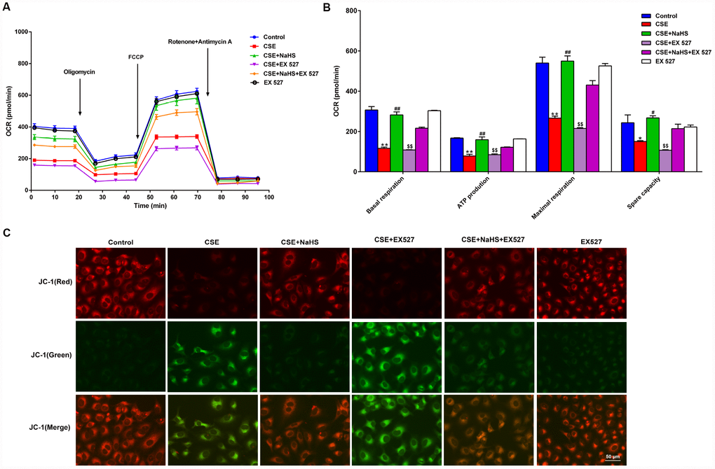 Effects of SIRT1 on the NaHS-mediated mitochondrial damage in CSE-stimulated A549 cells. A549 cells were cultured with SIRT1 inhibitor (EX527) in the absence and presence of 3% CSE and NaHS for 48 h. (A) The bioenergetic profiles of A549 cells were measured by a Seahorse Extracellular Flux Analyzer, OCR in cells treated with oligomycin, FCCP, and rotenone and Antimycin A. (B) Quantitative analysis of basal respiration, ATP production, maximal respiratory and spare capacity is shown. (C) Mitochondrial permeability potential was determined by JC-1 staining. Red fluorescence represented normal membrane potential, and green fluorescence represented mitochondrial membrane potential depolarization. *P**P#P##P&&P