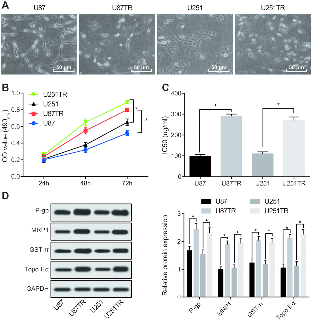 TMZ resistant cell lines U87TR and U251TR show higher chemotherapeutic resistance than that of the parent cell lines U87 and U251. (A) Morphological changes of drug-resistant cell lines U87TR and U251TR and parent cell lines U87 and U251 were observed by an optical microscope (× 200); (B) MTT assay was used to determine the cell proliferation capacity at the concentration of TMZ at 50 μg/mL; (C) Changes of parental cells and drug-resistant cells on IC50 of TMZ; (D) The expression of drug-resistant genes detected by western blot analysis; * P 