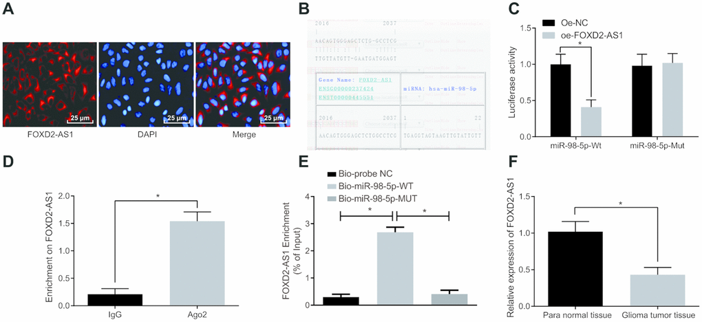 LncRNA FOXD2-AS1 is regarded as a sponge of miR-98-5p. (A) The subcellular localization of FOXD2-AS1 was verified by FISH assay. (B) The binding site of FOXD2-AS1 and miR-98-5p were predicted in the RNA22 website. (C) The binding of FOXD2-AS1 to miR-98-5p was verified by dual luciferase reporter gene assay, miR-98-5p-MUT was MUT plasmid of FOXD2-AS1 and miR-98-5p 3′UTR, and miR-98-5p-WT was WT plasmid of FOXD2-AS1 and miR-98-5p 3′UTR; (D) The binding of FOXD2-AS1 to Ago2 was detected by RIP assay. (E) RNA pull-down assay was used to detect the enrichment of FOXD2-AS1 by miR-98-5p. (F) Expression of miR-98-5p in glioma tumor tissues was detected by RT-qPCR, N = 86; * P 