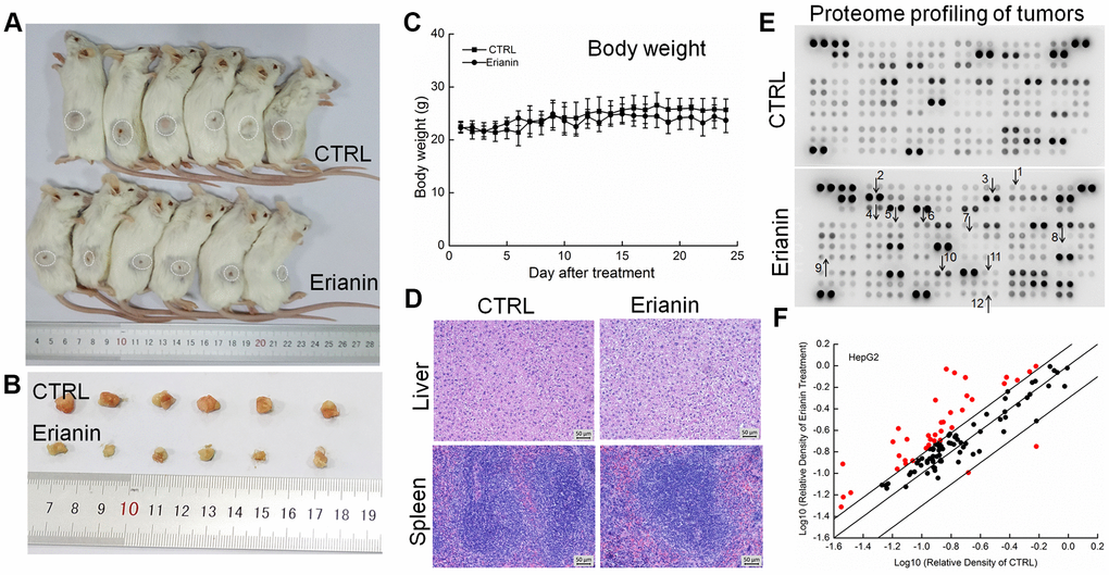 Erianin inhibited HepG2-xenograft tumor growth in BALB/c mice. After three consecutive injections of cyclophosphamide, BALB/c mice inoculated with HepG2 cells were treated with erianin (20 mg/kg dissolved in 0.9% saline solution containing 1:10,000 DMSO) or vehicle solvent (0.9% saline solution containing 1:10,000 DMSO) for 24 days. (A) Tumor-bearing mice and (B) tumors collected from vehicle- and erianin-treated groups. (C) Mean (±SD) body weights in the erianin-treated and vehicle groups (n = 6). (D) Pathological analysis of liver and spleen tissues via H&E staining. (E) Effects of erianin on 111 types of cytokines in mice tumors detected by Mouse XL Cytokine Kit. The arrows indicate the factors for further detection. 1. CCL2; 2. CCL11; 3. CCL21; 4. CXCL11; 5. CXCL13; 6. CXCL16; 7. GM-CSF; 8. IL-6; 9. IL-10; 10. MMP-2; 11. MMP-9; 12. TNF-α. (F) Scatter diagram of 111 cytokines. The relative density is the ratio of the absolute value and the reference spot value. The red dots indicate the factors with a change of >50% compared with control mice.