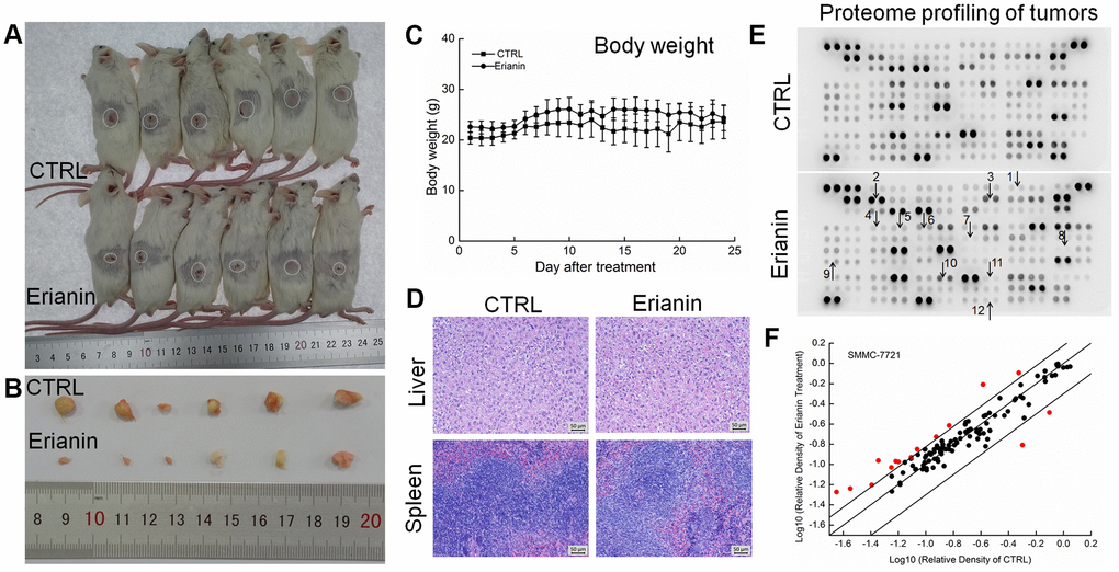 Erianin inhibited SMMC-7721-xenograft tumor growth in BALB/c mice. After three consecutive injections of cyclophosphamide, BALB/c mice inoculated with SMMC-7721 cells were treated with erianin (20 mg/kg dissolved in 0.9% saline solution containing 1:10,000 DMSO) or vehicle solvent (0.9% saline solution containing 1:10,000 DMSO) for 24 days. (A) Tumor-bearing mice and (B) tumors collected from vehicle- and erianin-treated groups. (C) Mean (±SD) body weights in the erianin-treated and vehicle groups (n = 6). (D) Pathological analysis of liver and spleen tissues via H&E staining. (E) Effects of erianin on 111 types of cytokines in mice tumors detected by Mouse XL Cytokine Kit. The arrows indicate the factors for further detection. 1. CCL2; 2. CCL11; 3. CCL21; 4. CXCL11; 5. CXCL13; 6. CXCL16; 7. GM-CSF; 8. IL-6; 9. IL-10; 10. MMP-2; 11. MMP-9; 12. TNF-α. (F) Scatter diagram of 111 cytokines. The relative density is the ratio of the absolute value and the reference spot value. The red dots indicate the factors with a change of >50% compared with control mice.