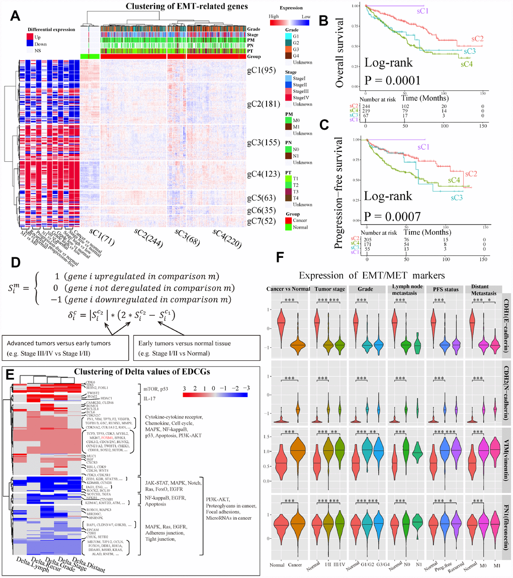 Analysis of expression dynamic changed genes (EDCGs). (A) Unsupervised hierarchical clustering for patients with ccRCC (n = 603) based on 756 EMT-related genes. The log2 count per million were used. The samples (x-axis) and genes (y-axis) were clustered into four clusters (sC1 to sC4) and seven clusters (gC1 to gC7), respectively. (B) Overall survival analysis for sample clusters. (C) Progression-free survival analysis for sample clusters. (D) Definition of EDCGs and calculation of the degree of expression change (Delta [δ]) for specific gene. (E) Clustering of Delta values of EDCGs for stage, grade, lymph node metastasis, distant metastasis and recurrence. (F) The expression of EMT/MET markers in ccRCC. Only differentially expressed in at least two out of three datasets were considered statistical significance. * P 