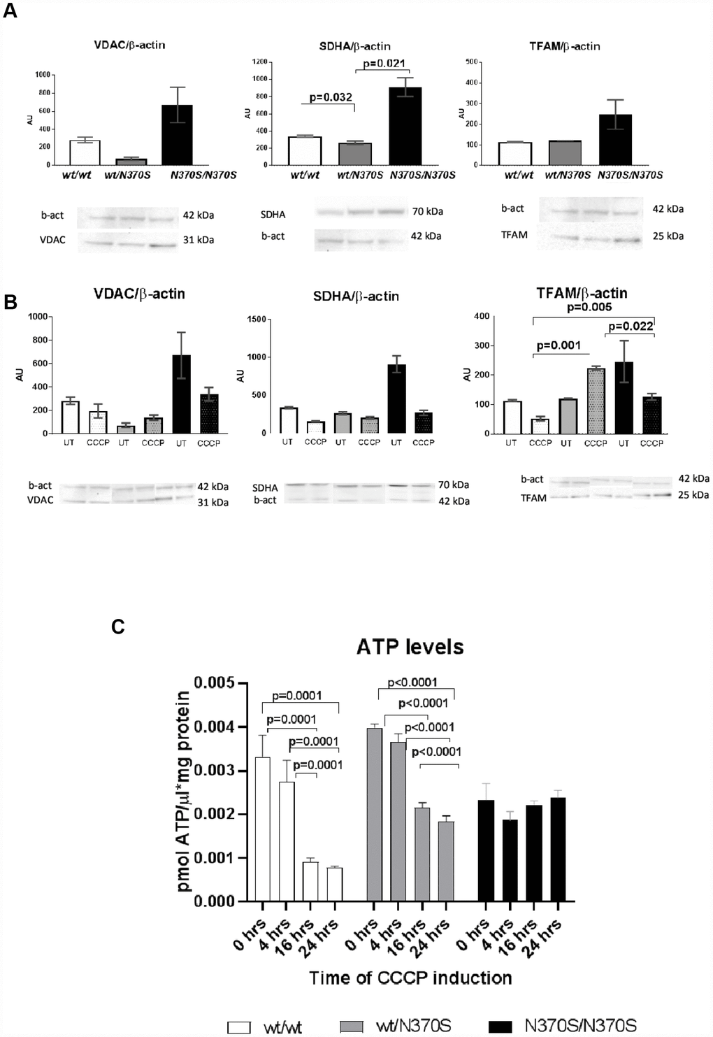 Mitochondrial content under basal conditions in control, wt/ N370SGBA and N370SGBA/N370SGBA neurospheres was assessed by western blotting for the mitochondrial proteins VDAC1 (outer mitochondrial membrane), SDHA (inner mitochondrial membrane), and TFAM (matrix), normalized by β-actin content. All markers tended to increase in N370SGBA/N370SGBA neurospheres in basal conditions, when compared to control lines (A) (SDHA was significant). As expected in control lines, protein levels of VDAC1, SDHA and TFAM and ATP levels decreased following CCCP treatment for 24 hours (B and C). Despite an apparent increase in mitochondrial mass in untreated conditions, ATP levels remained unchanged in wt/N370SGBA and N370SGBA/N370SGBA neurospheres (C). Mitochondrial markers of wt/N370SGBA did not show a marked response to CCCP uncoupling, in fact, TFAM significantly increased in the heterozygous lines and the decrease in ATP levels were not so pronounced (B and C) and ATP levels of homozygous N370SGBA/N370SGBA neurospheres showed a null response to CCCP uncoupling. All of the above data suggest that mitochondrial function may be impaired in GBA mutant neurospheres. AU: arbitrary units. Thin line indicates p value 