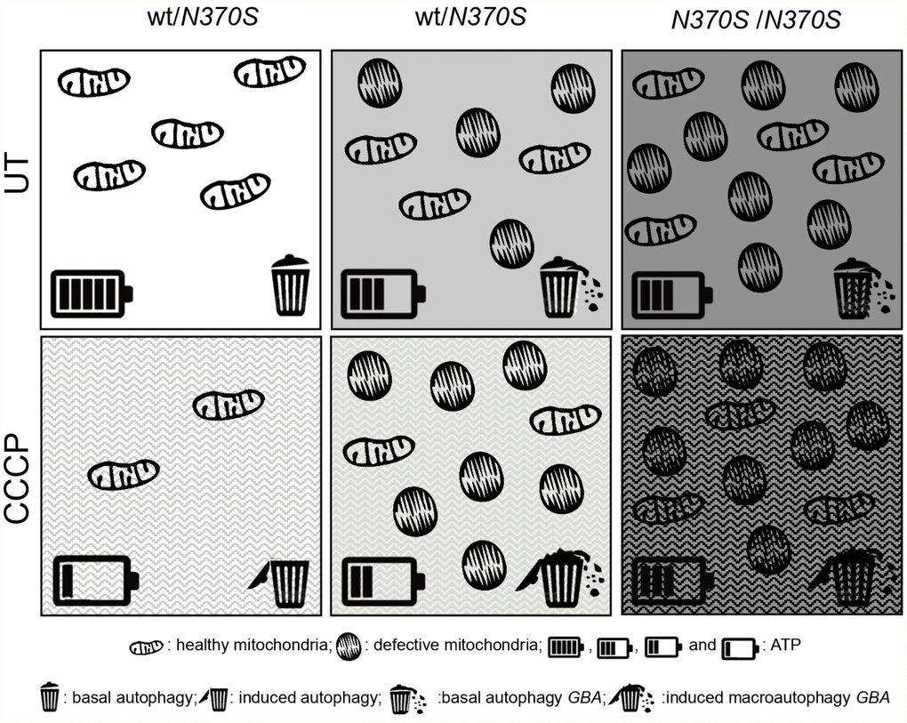 Global summary of the observed molecular parameters in GBA mutant neurospheres. Compared to the controls, dysfunctional mitochondrial accumulation occurs in mutant GBA neurospheres under basal conditions, as shown by the accumulation of healthy and altered mitochondria, represented as elongated and rounded structures, respectively. Mitochondrial elimination is correct under mitophagy induction (CCCP) in the control line, as observed by the decrease of ATP, represented by the battery, and the macroautophagy induction, represented by the garbage bin. There is an impaired turnover of depolarized mitochondria under induced mitophagy in GBA neurospheres. This is not a result of impaired autophagosome formation and degradation, but at an earlier stage, where defective mitochondrial dysfunction was observed.